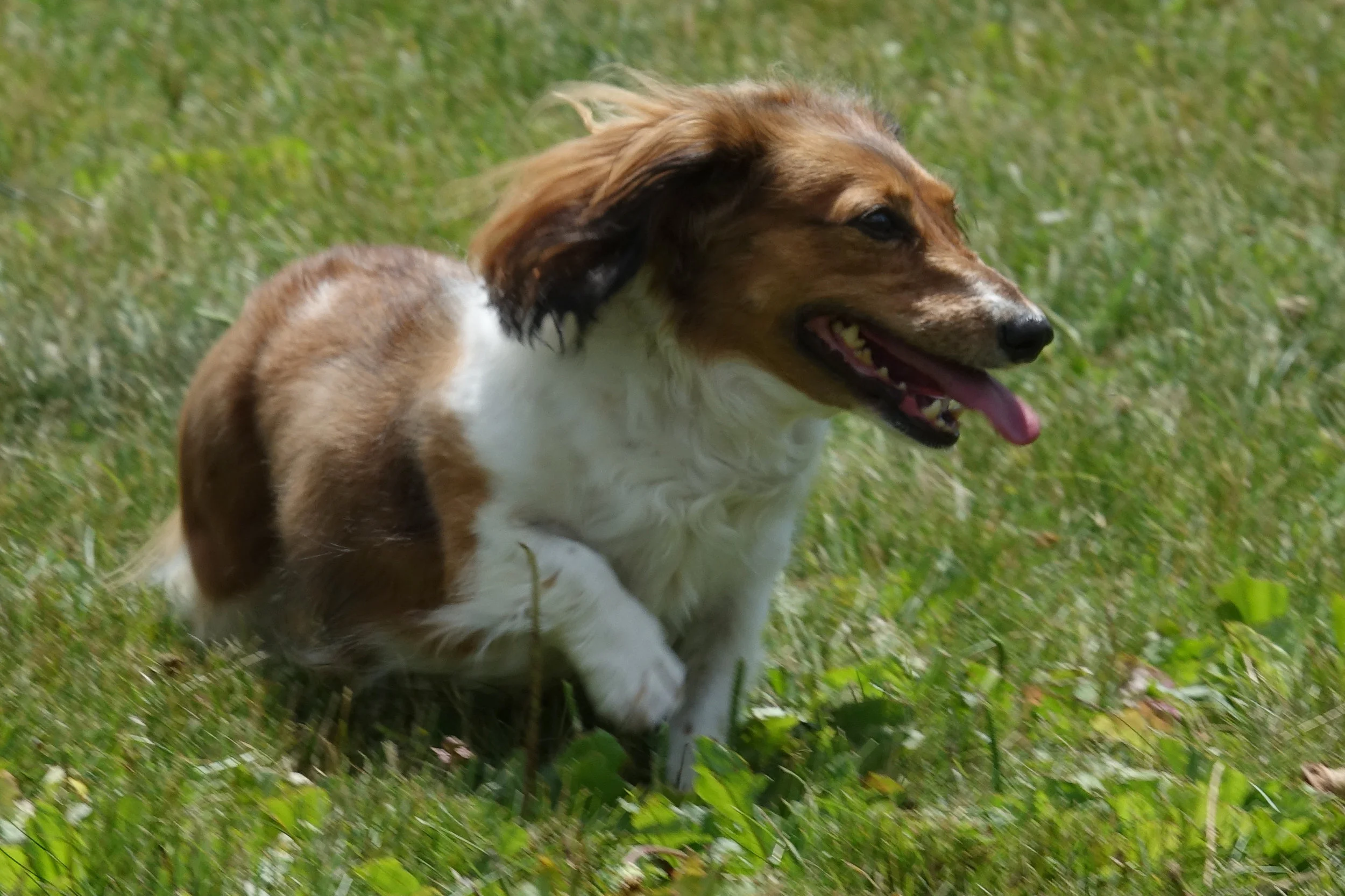 20170708 Dog Park 00510 cropped.jpg