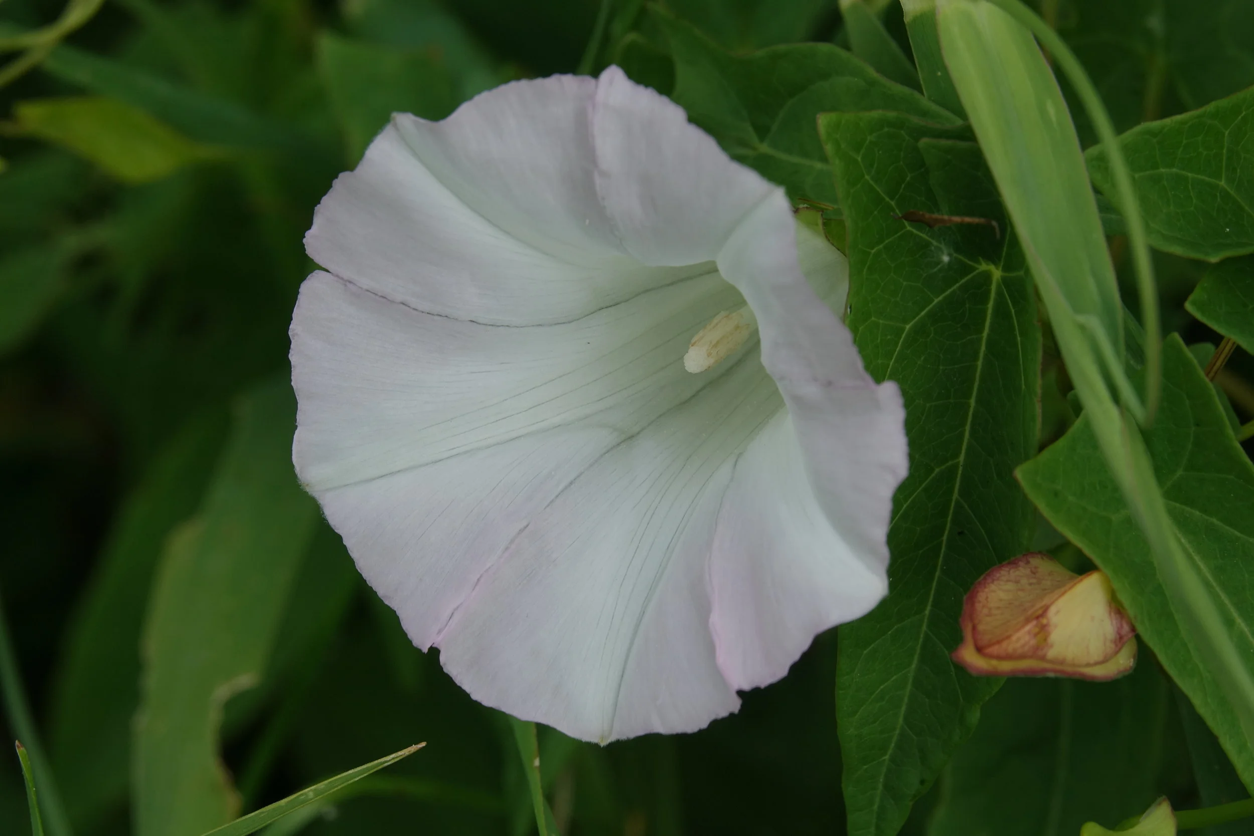  Shortstalk False Bindweed, aka Great Bindweed (  Calystegia silvatica  ) 