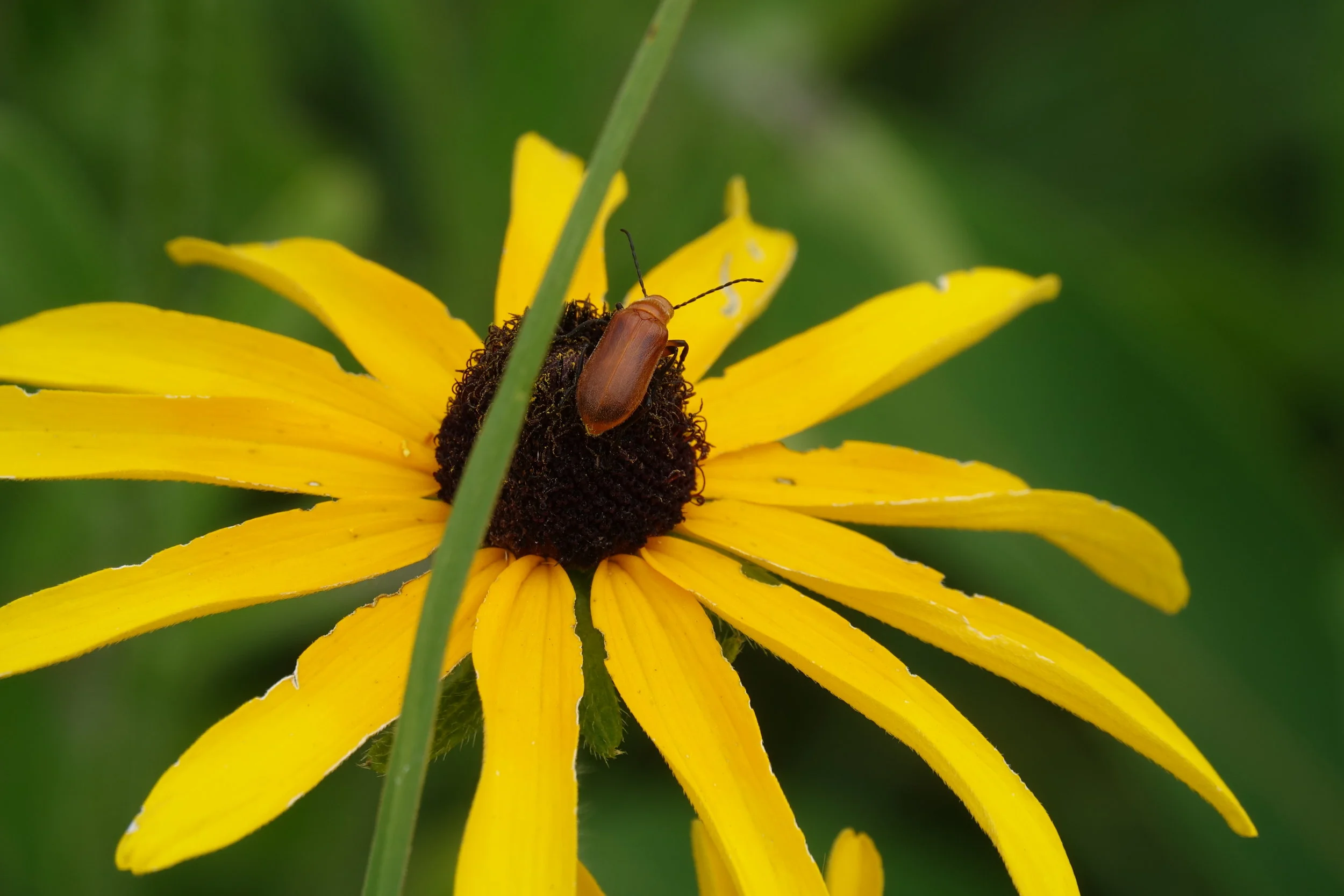  Black-eyed Susan (  Rudbeckia hirta  ) 