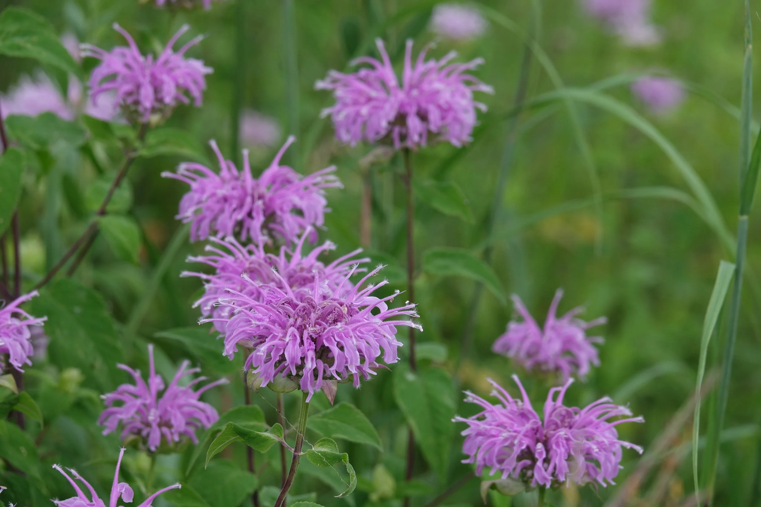  Wild Bergamot (  Monarda fistulosa  ) 