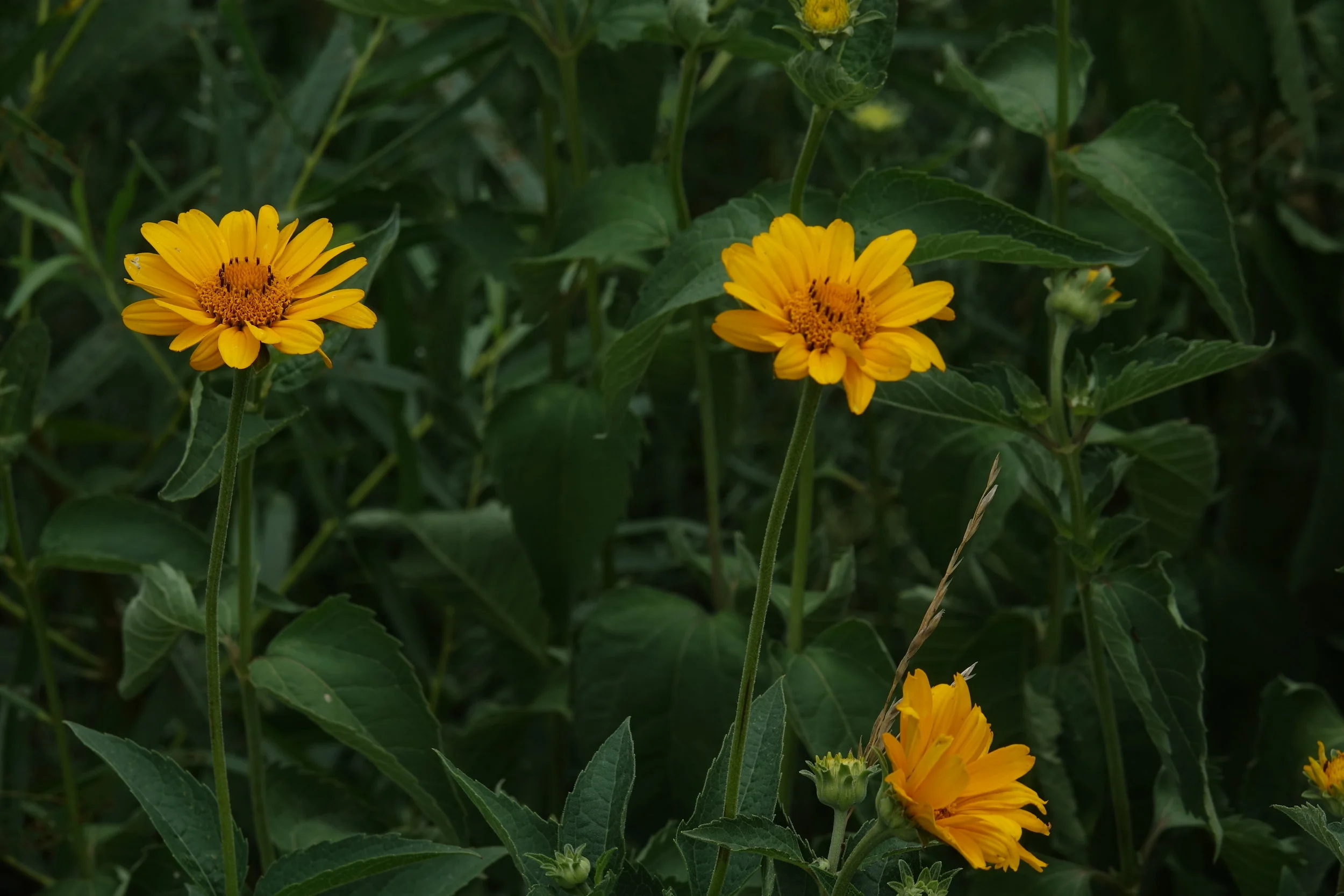  Smooth Oxeye (  Heliopsis helianthoides  ) 