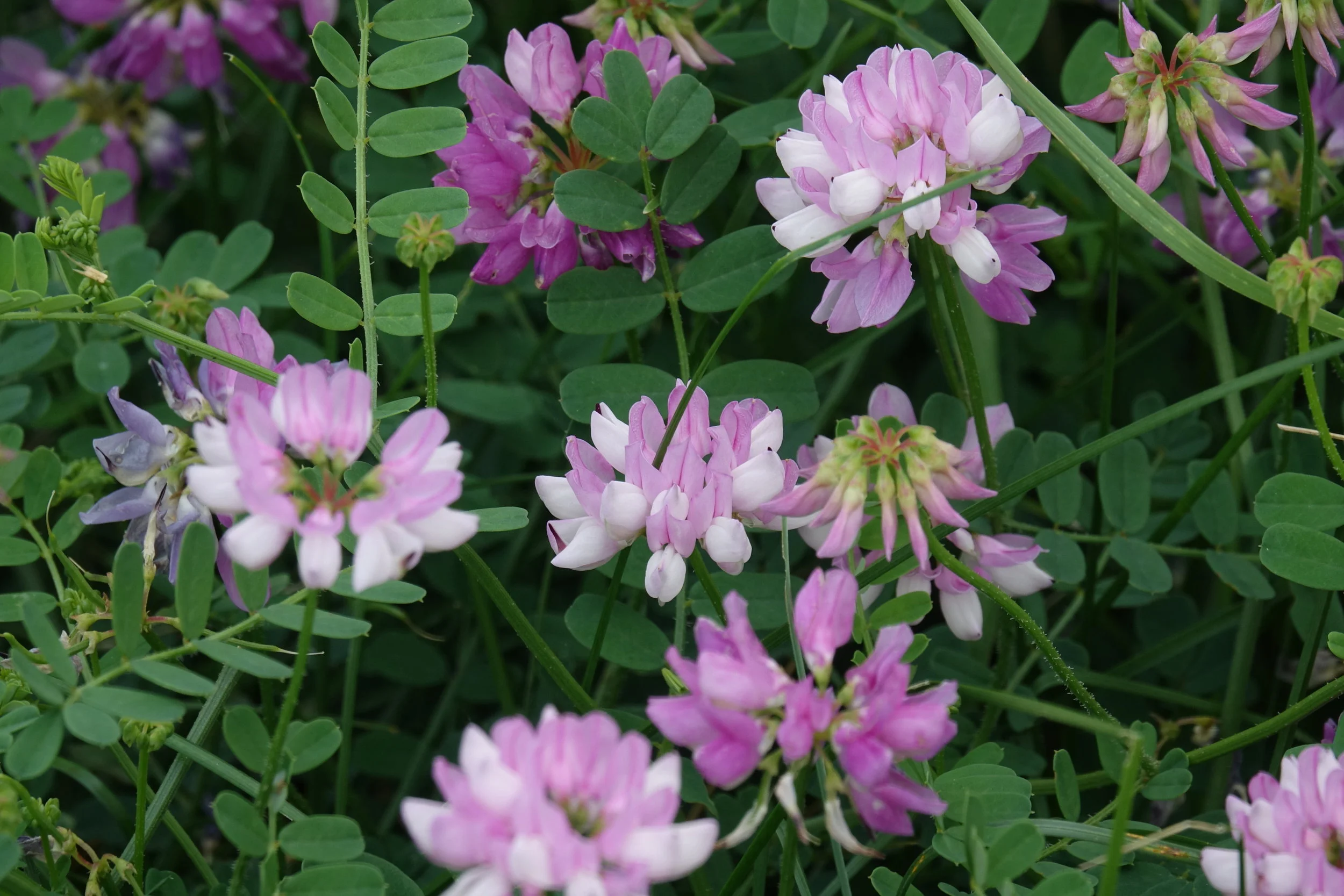  Crownvetch, aka Axseed &nbsp;(  Securigera varia  ) 