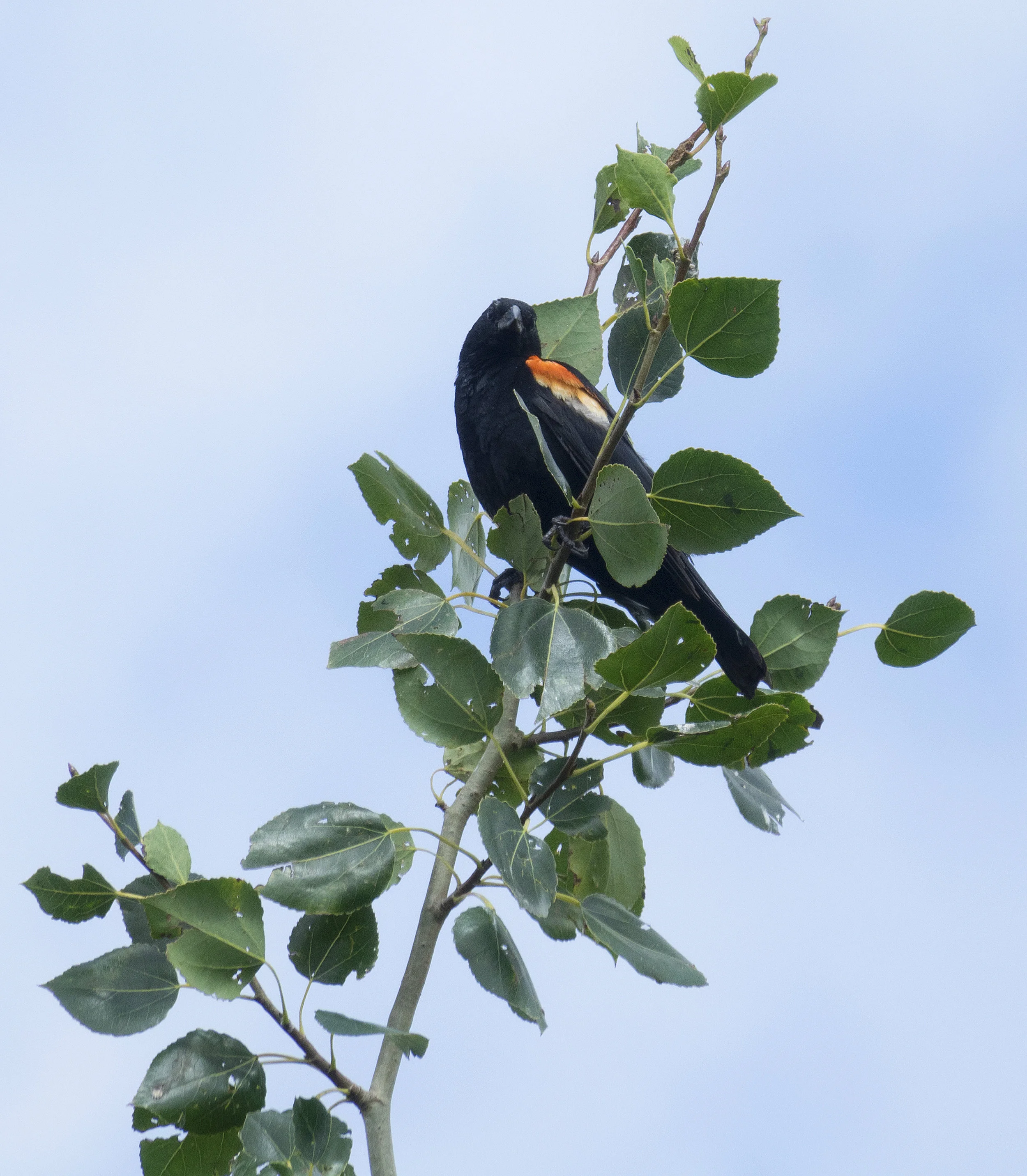  Red-winged Blackbird 