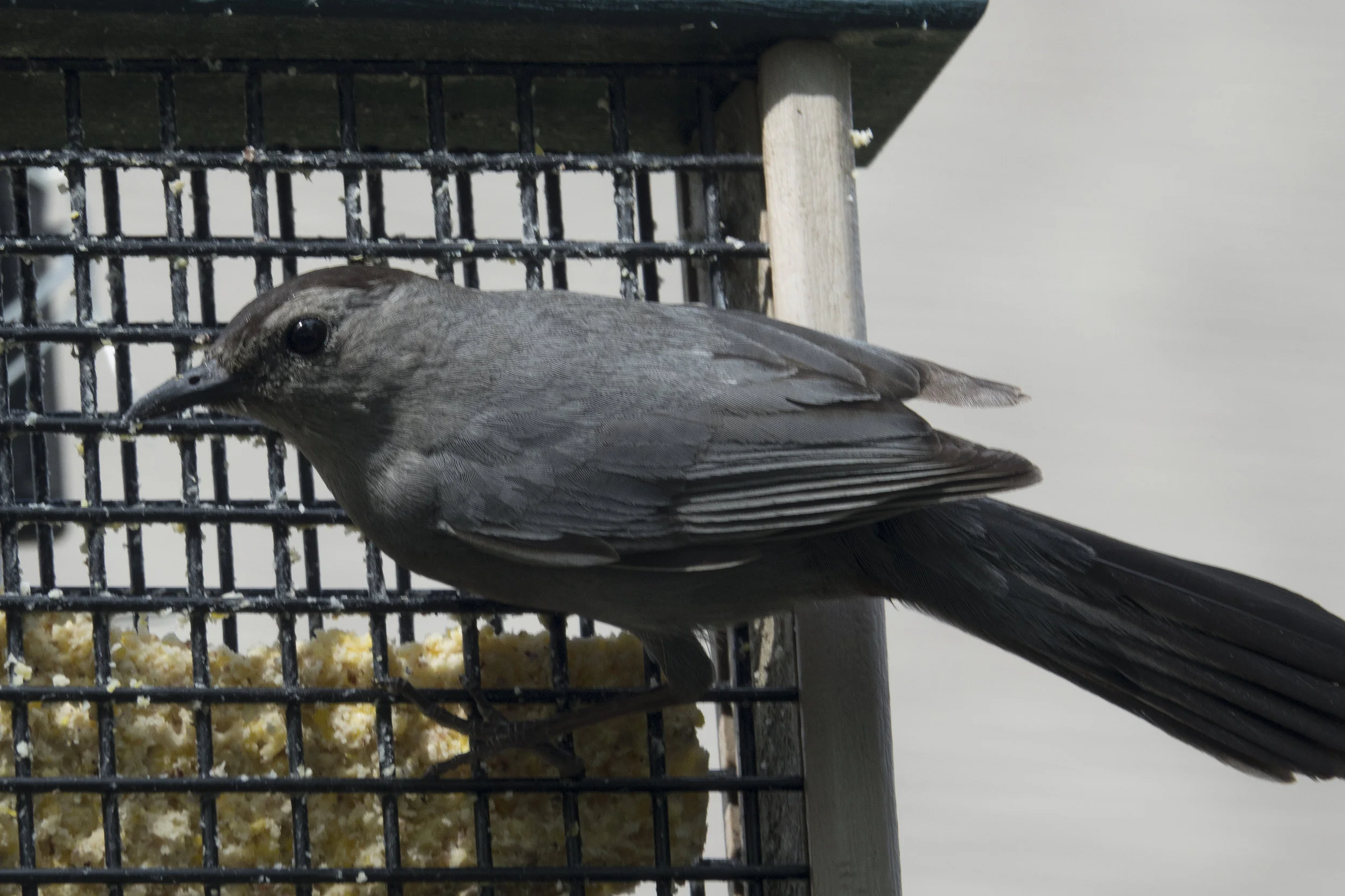  Gray Catbird 