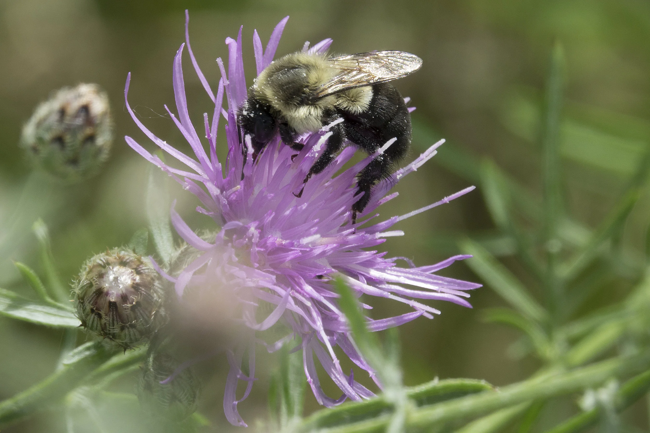  Brown Knapweed &nbsp;(  Centaurea jacea  )  Bumble Bee &nbsp;( Bombus griseocollis)  