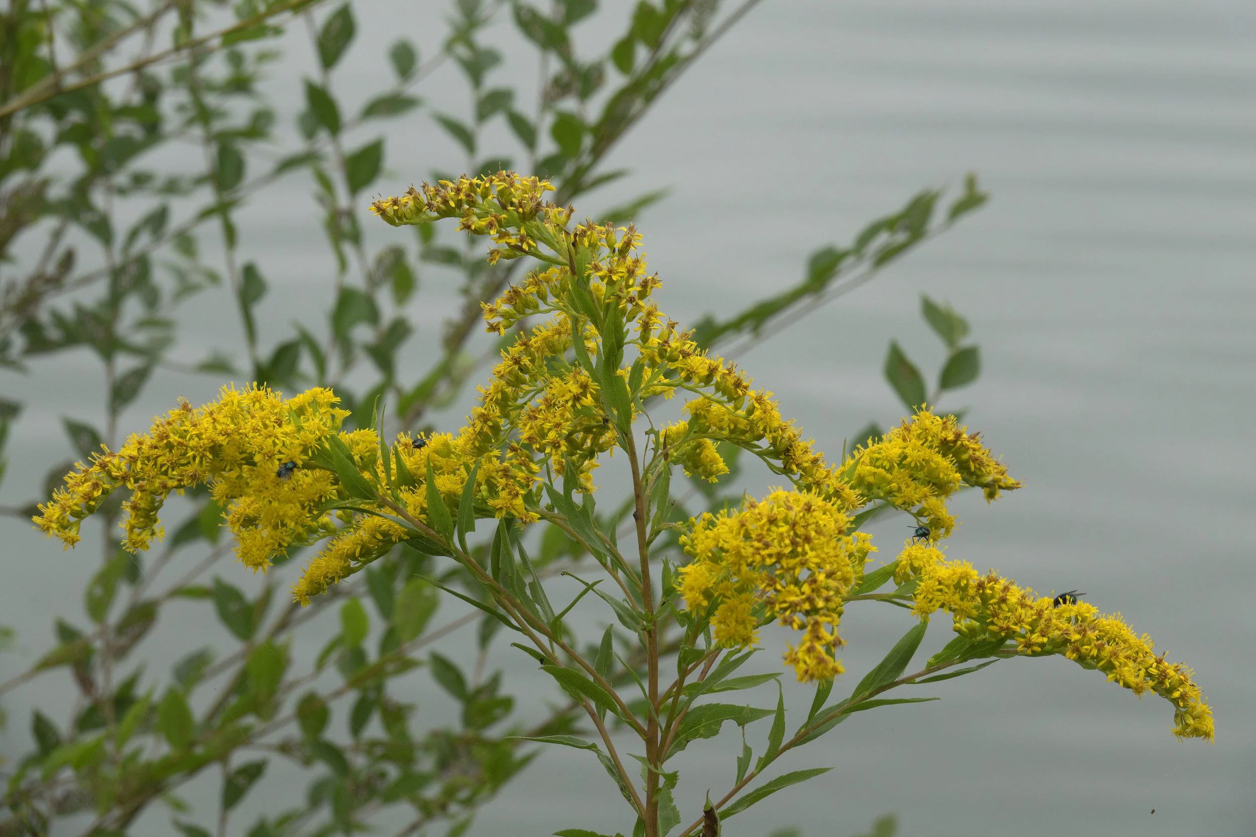  Goldenrod ( Solidago)  -&nbsp;inaccurately said to cause hay fever in humans 