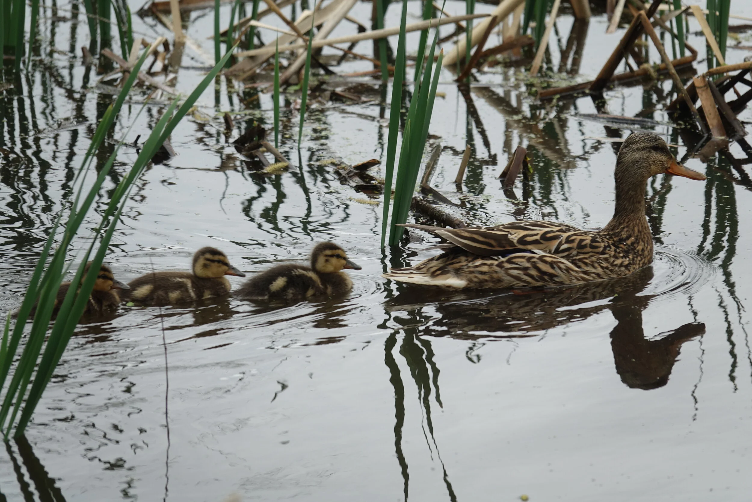 20200518-Mallard hen with chicks-002.JPG