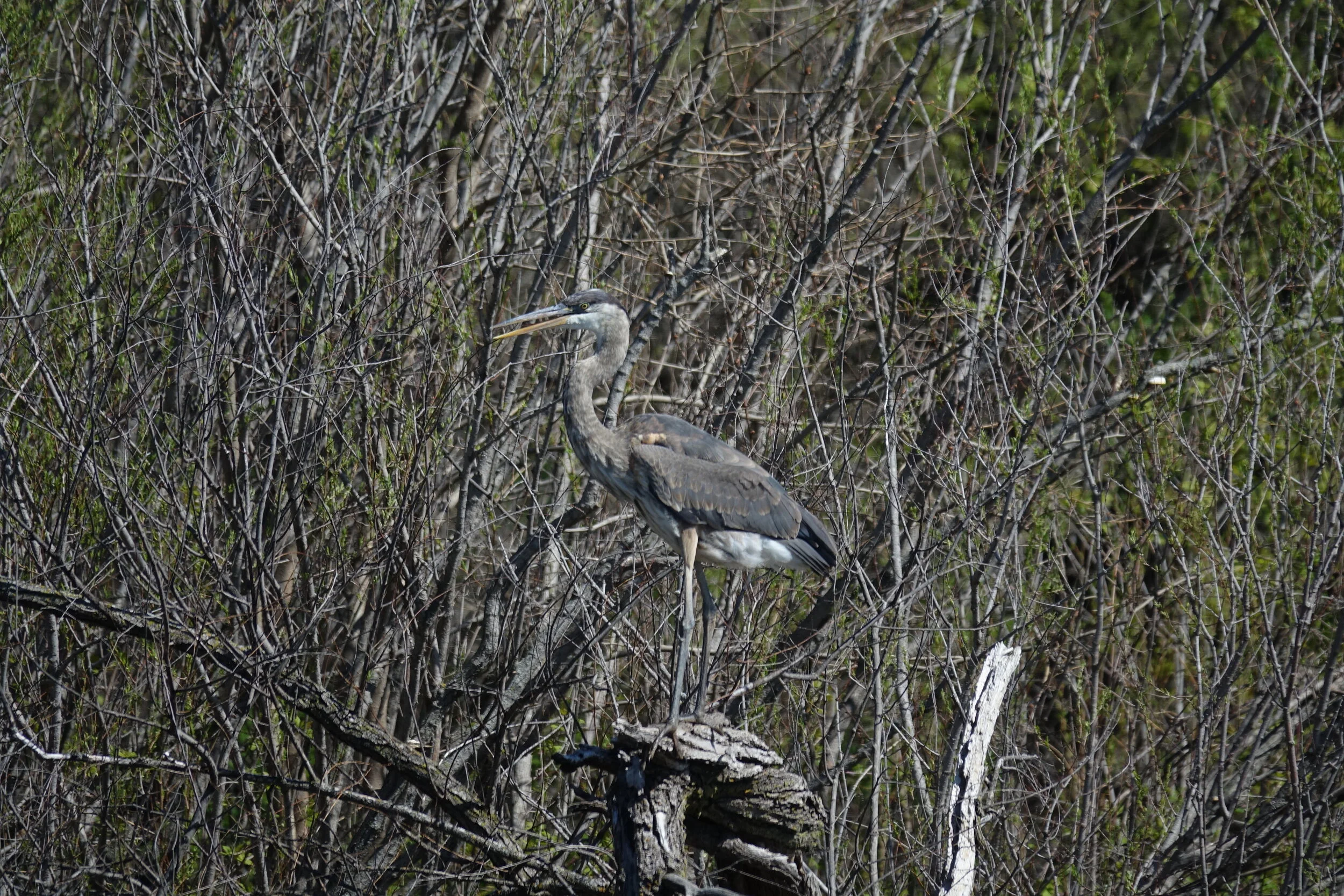 20190504-Gray Heron-001.JPG