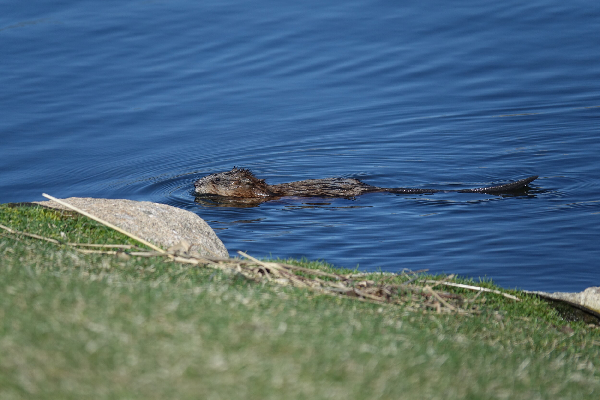 20190504-Nutria-002.JPG