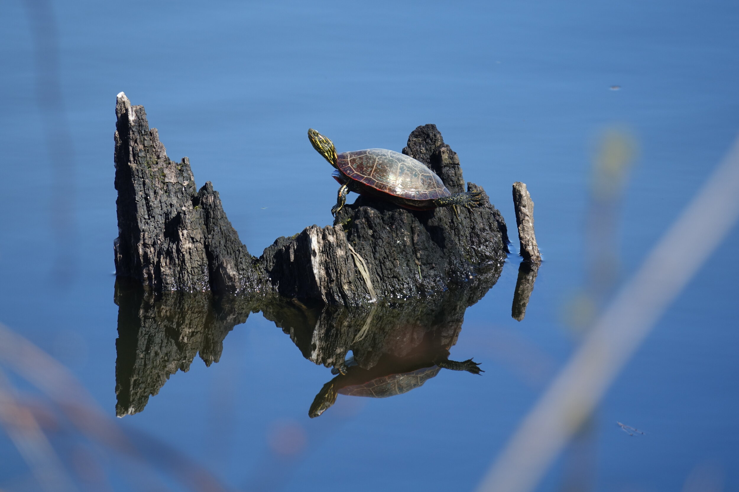 20190504-Painted Turtle-001.JPG