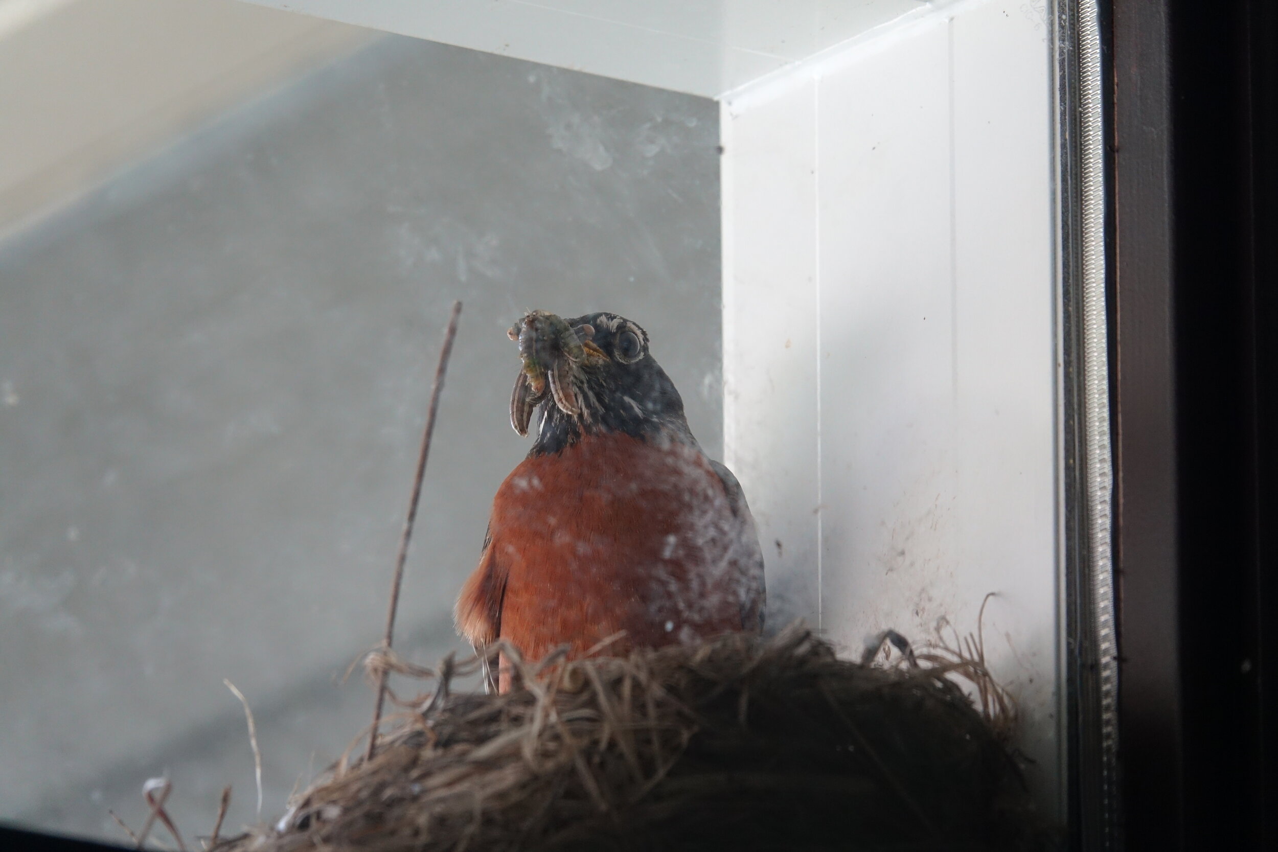 20190520-Robin nest above front door-002.JPG