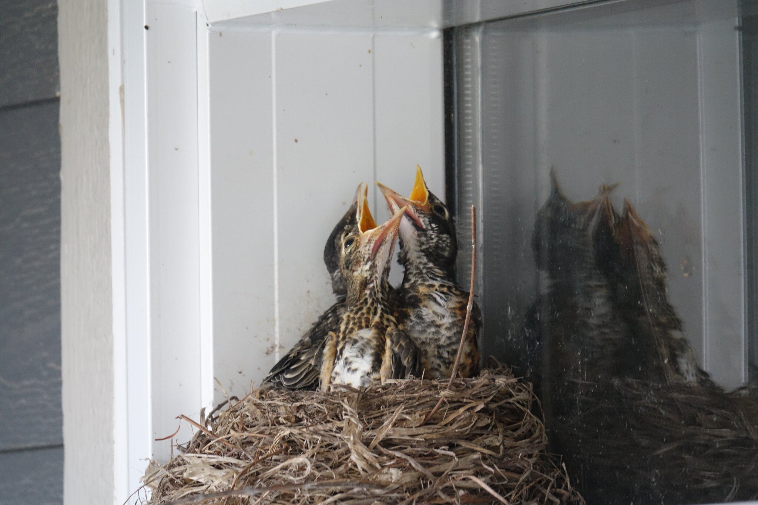 20190525-Robin nest above front door-016.JPG