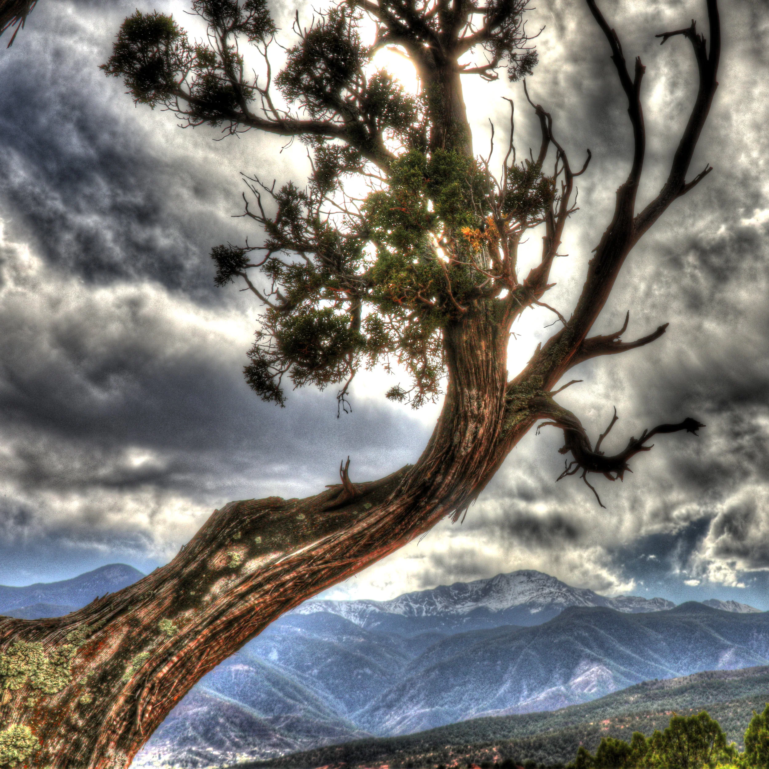 garden tree.jpg