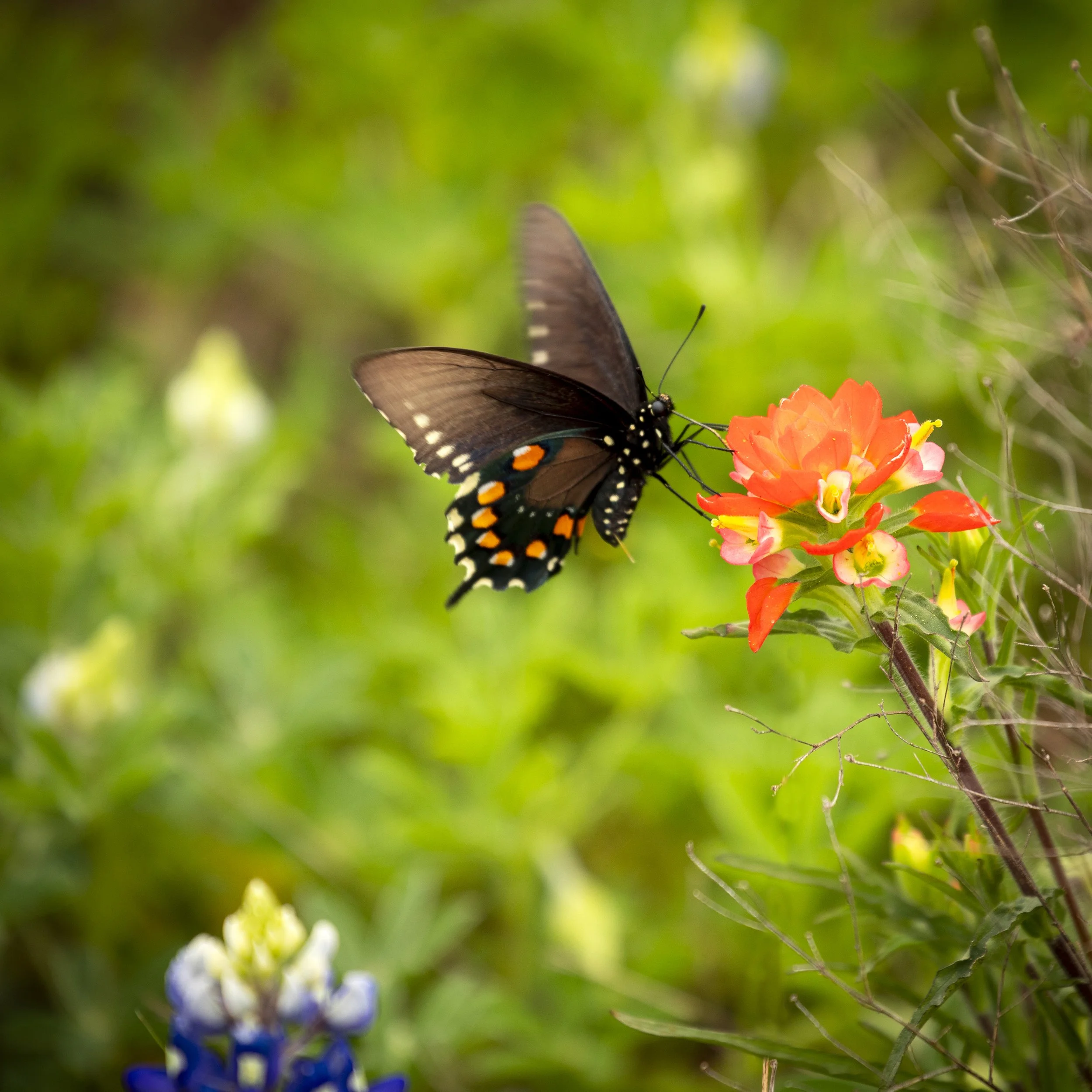 _butterfly1.jpg