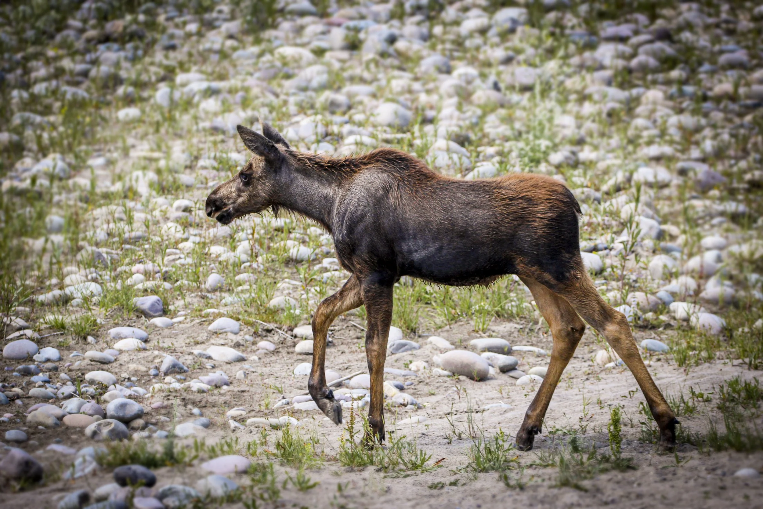 babay moose 1.jpg