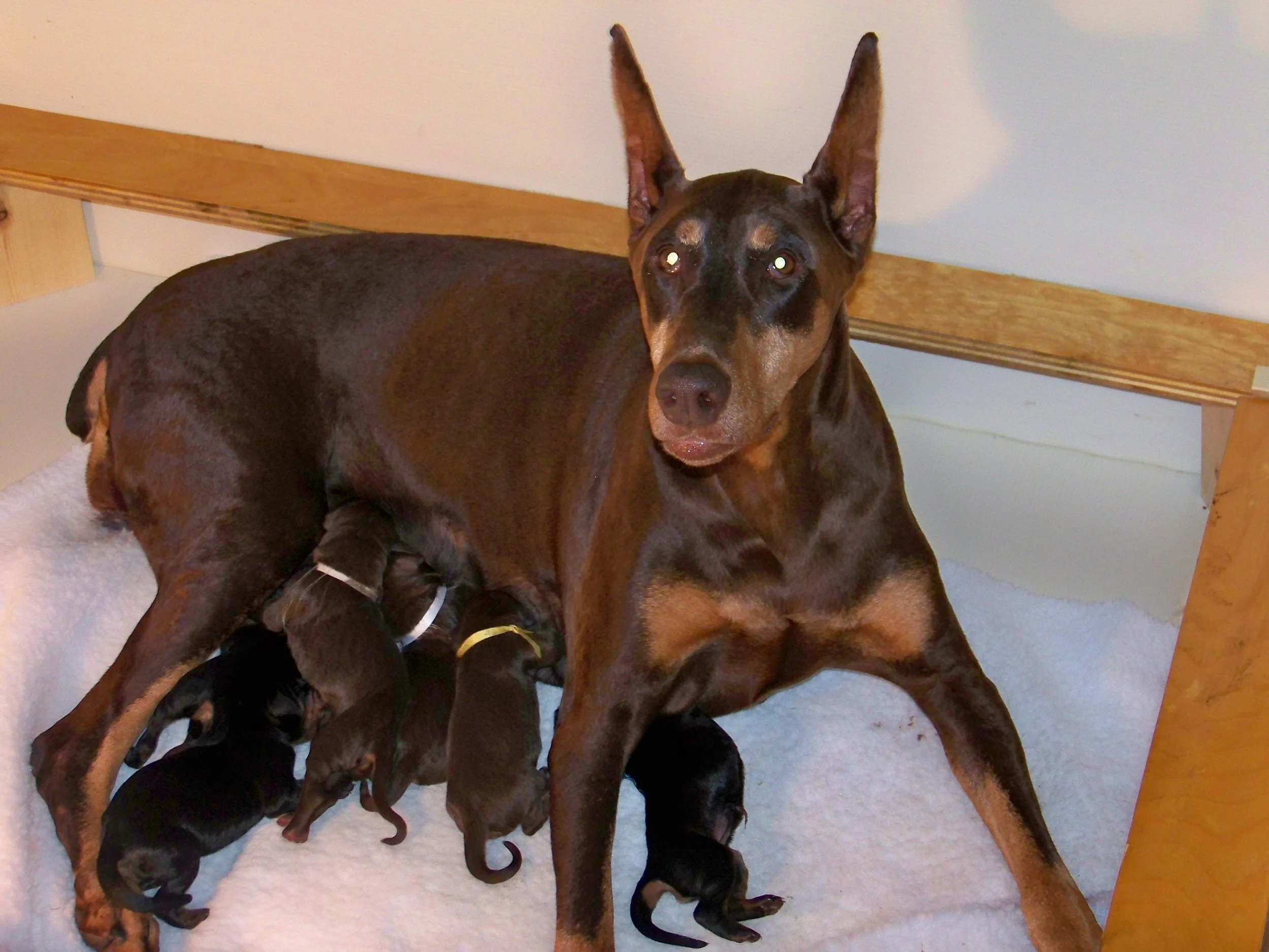 doberman puppies for sale with docked tails