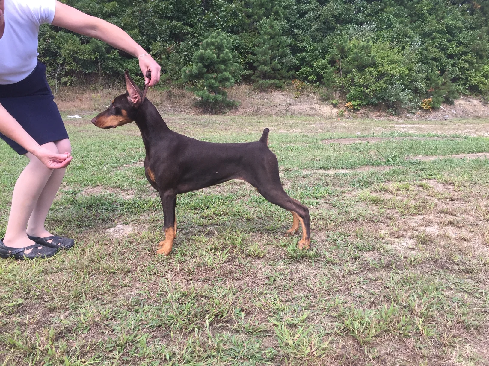 kelview dobermans