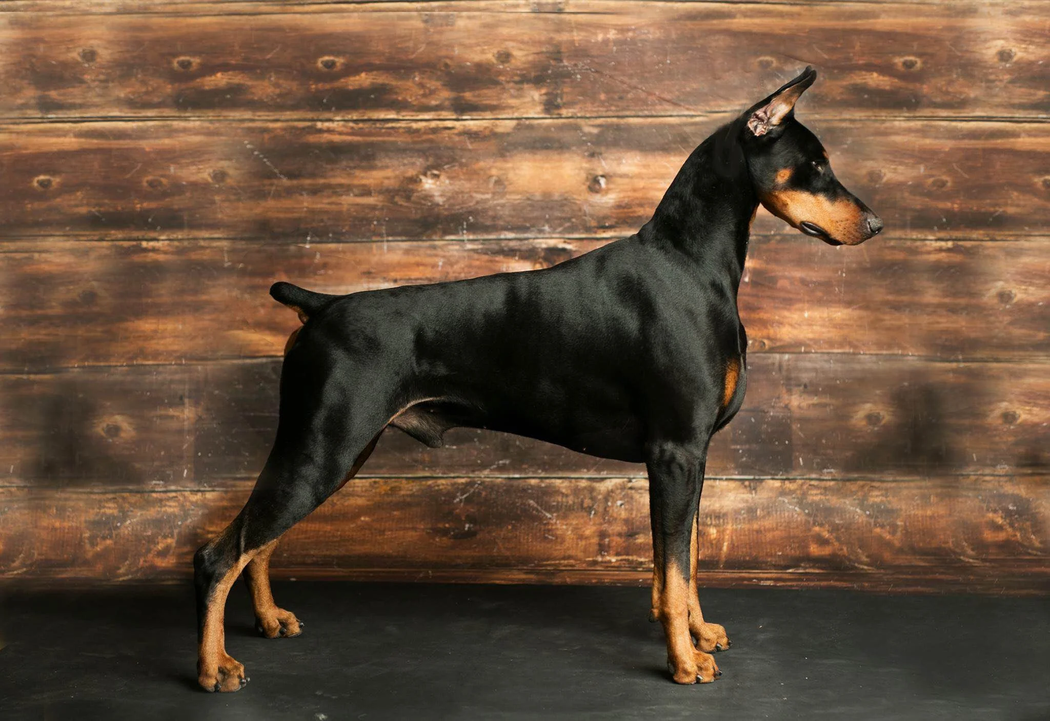 kelview dobermans