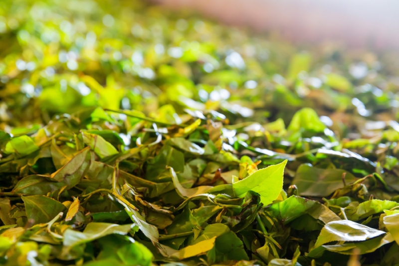 Ceylon Tea Leaves.jpg