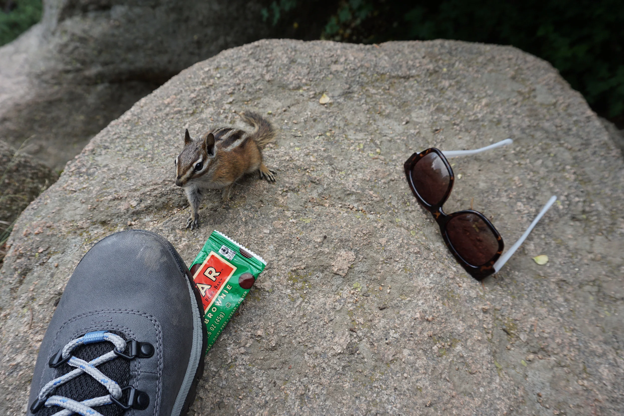 Chipmunks on Maxwell Falls Trail have no fear