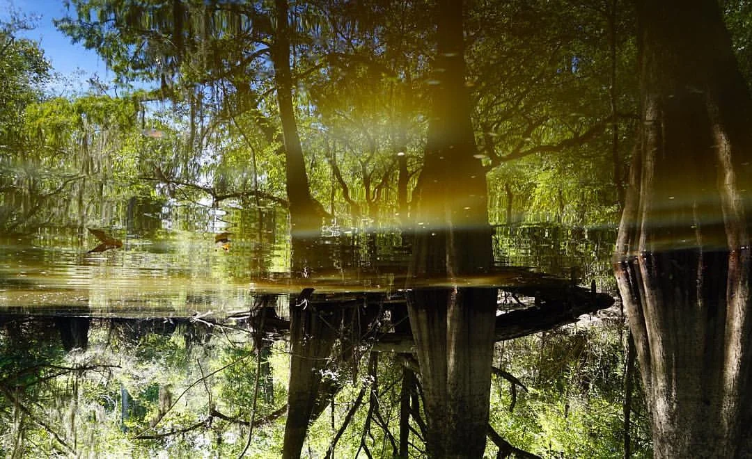 Honey Island Swamp