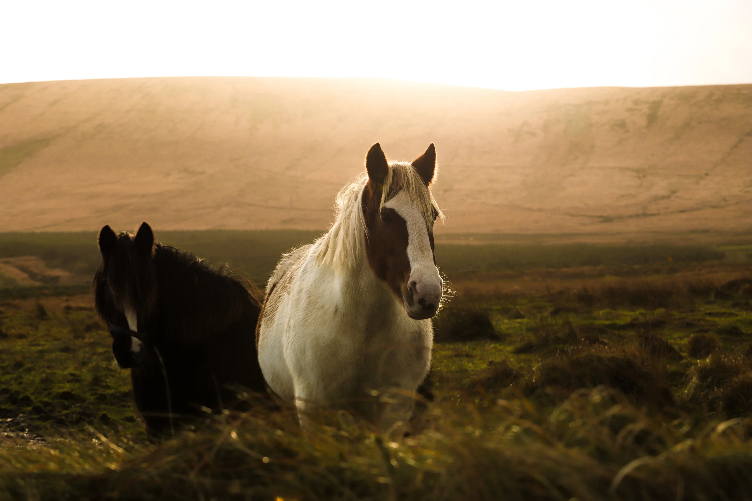 Our company while exploring the Kerry Cliffs