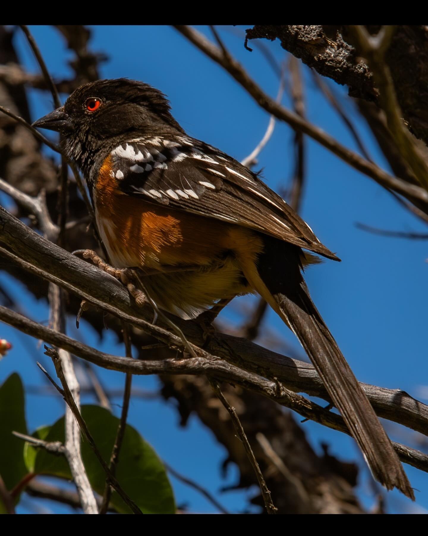 This lil guy was belting out the tunes on the trail. A Spotted Towhee, according to google lens. 
&bull;
&bull;
&bull;
&bull;
&bull;
#spottedtowhee #songbird #bird #birdphotography #birdwatching #azbirds #trailbird