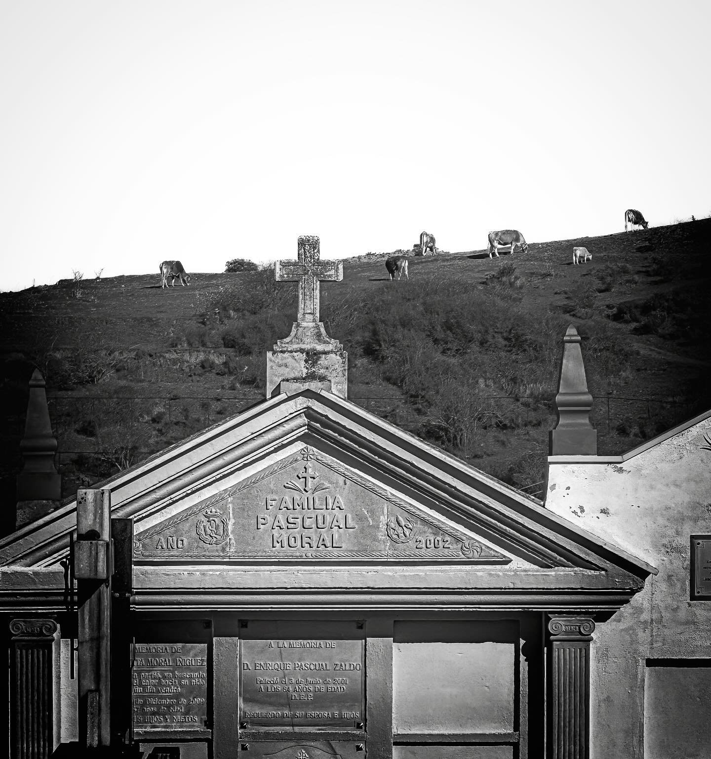 The sound of distant cowbells beyond the cemetery in Pradoluengo.