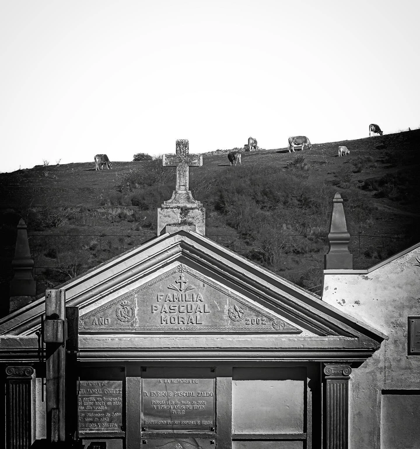 The sound of distant cowbells beyond the cemetery in Pradoluengo.
