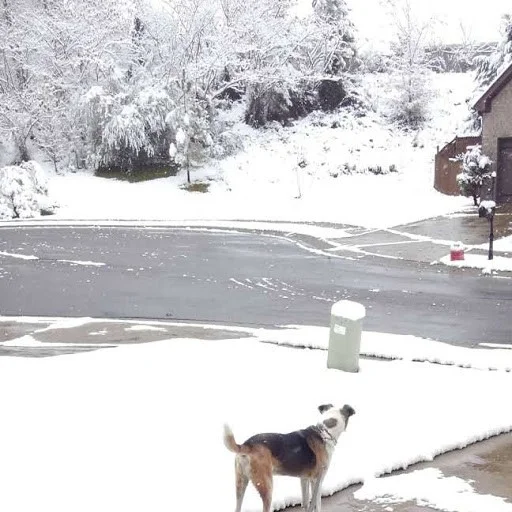 Harry looking at all the snow!!