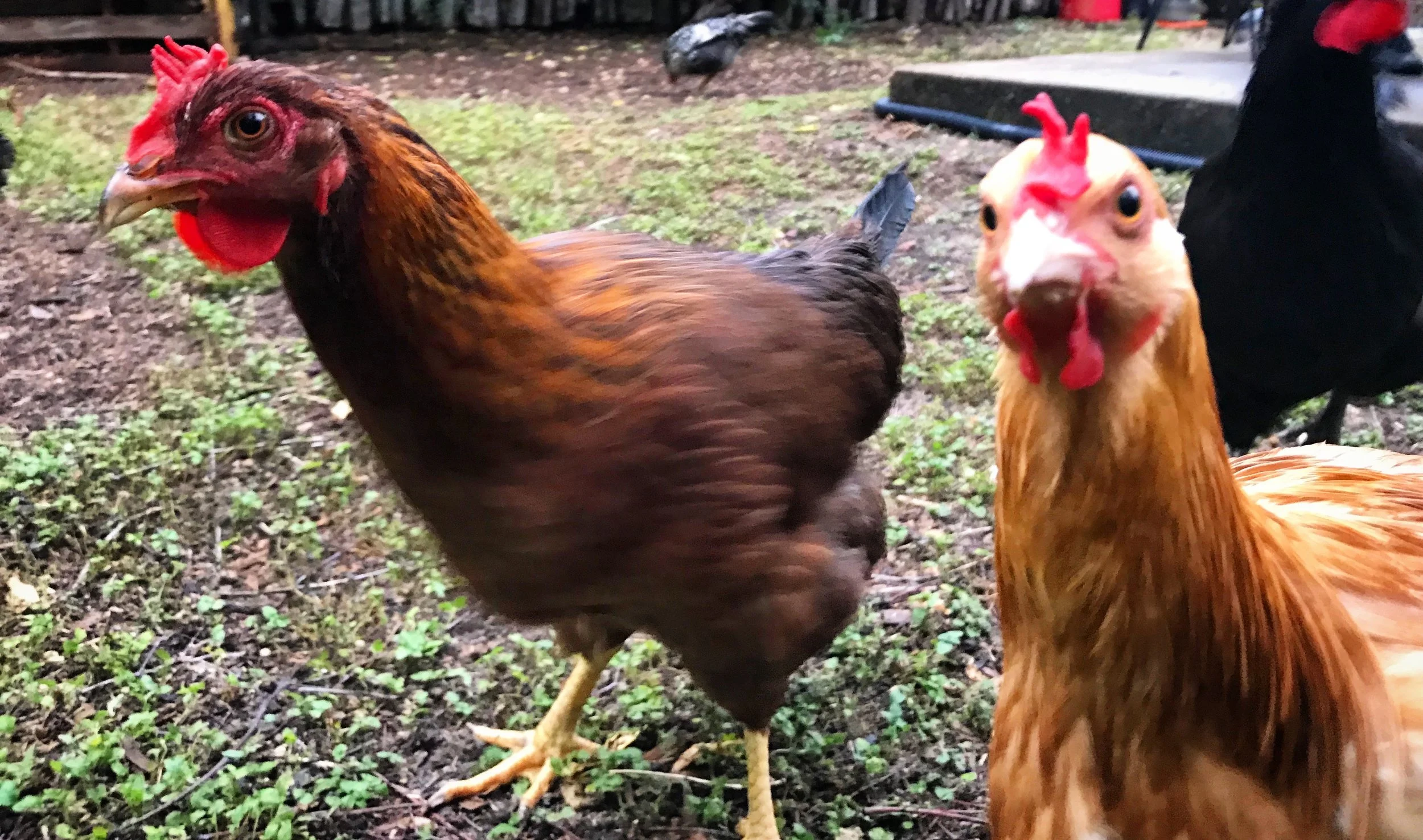 Chicken In A Pecan Tree