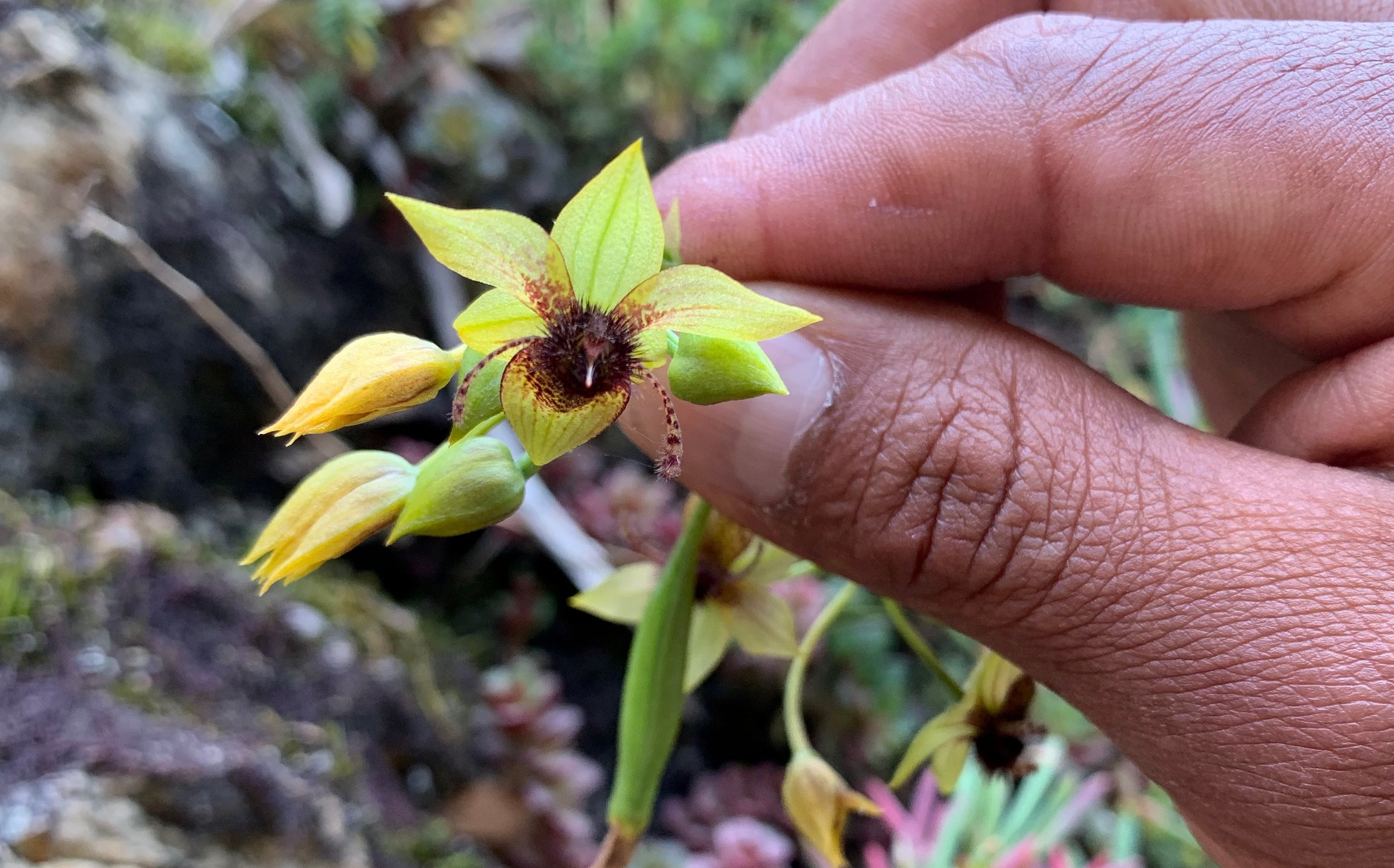 The Bee Orchid, Ophrys apifera