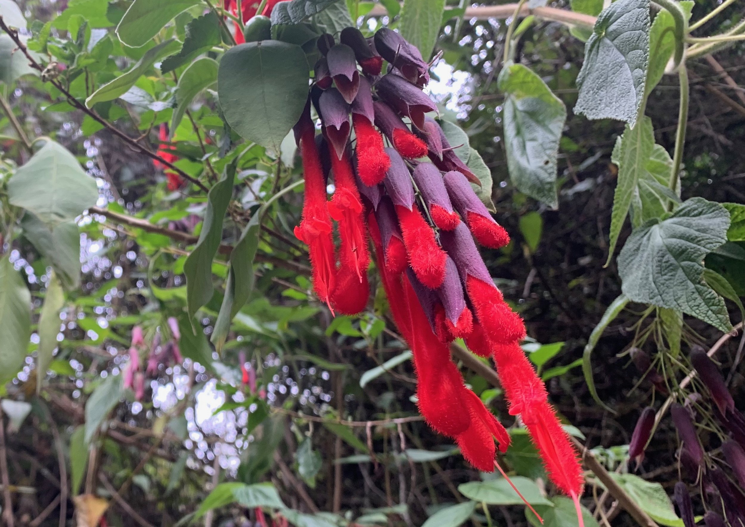 Fuchsia Plant