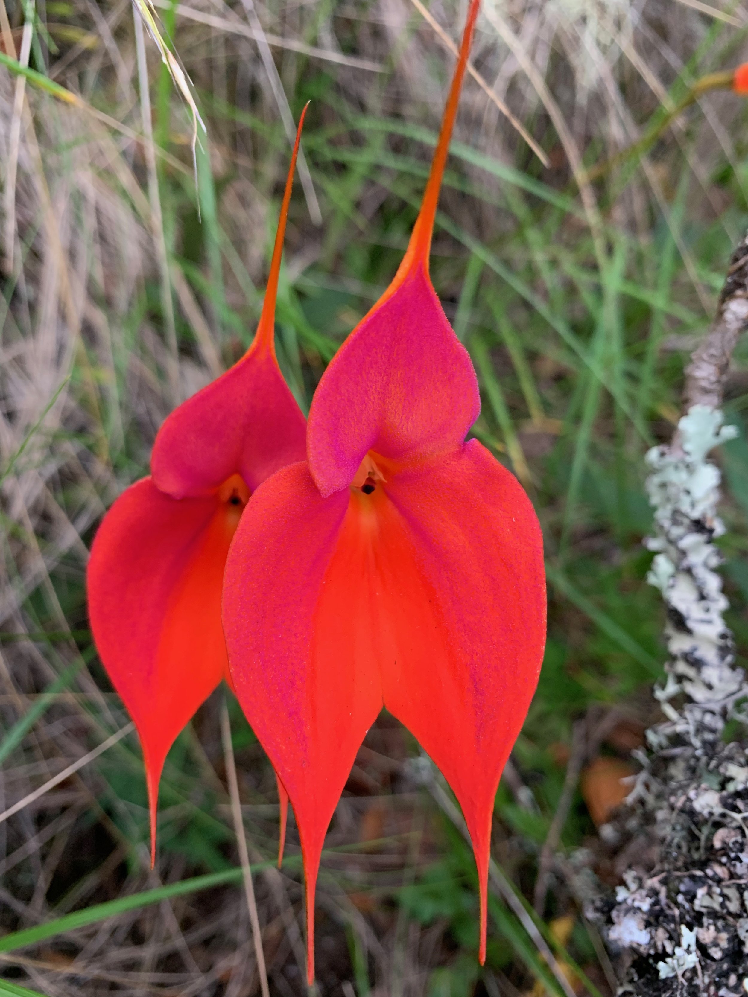 Masdevallia veitchiana Orchid
