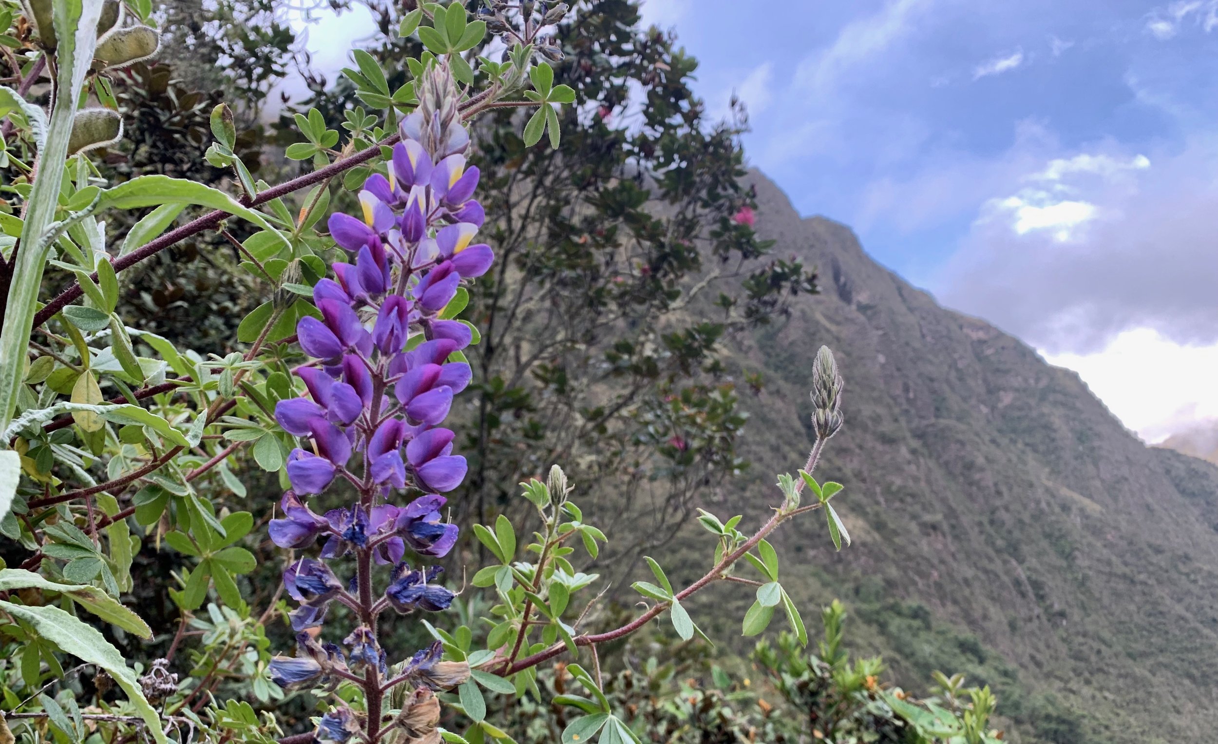 Lupines On The Trail