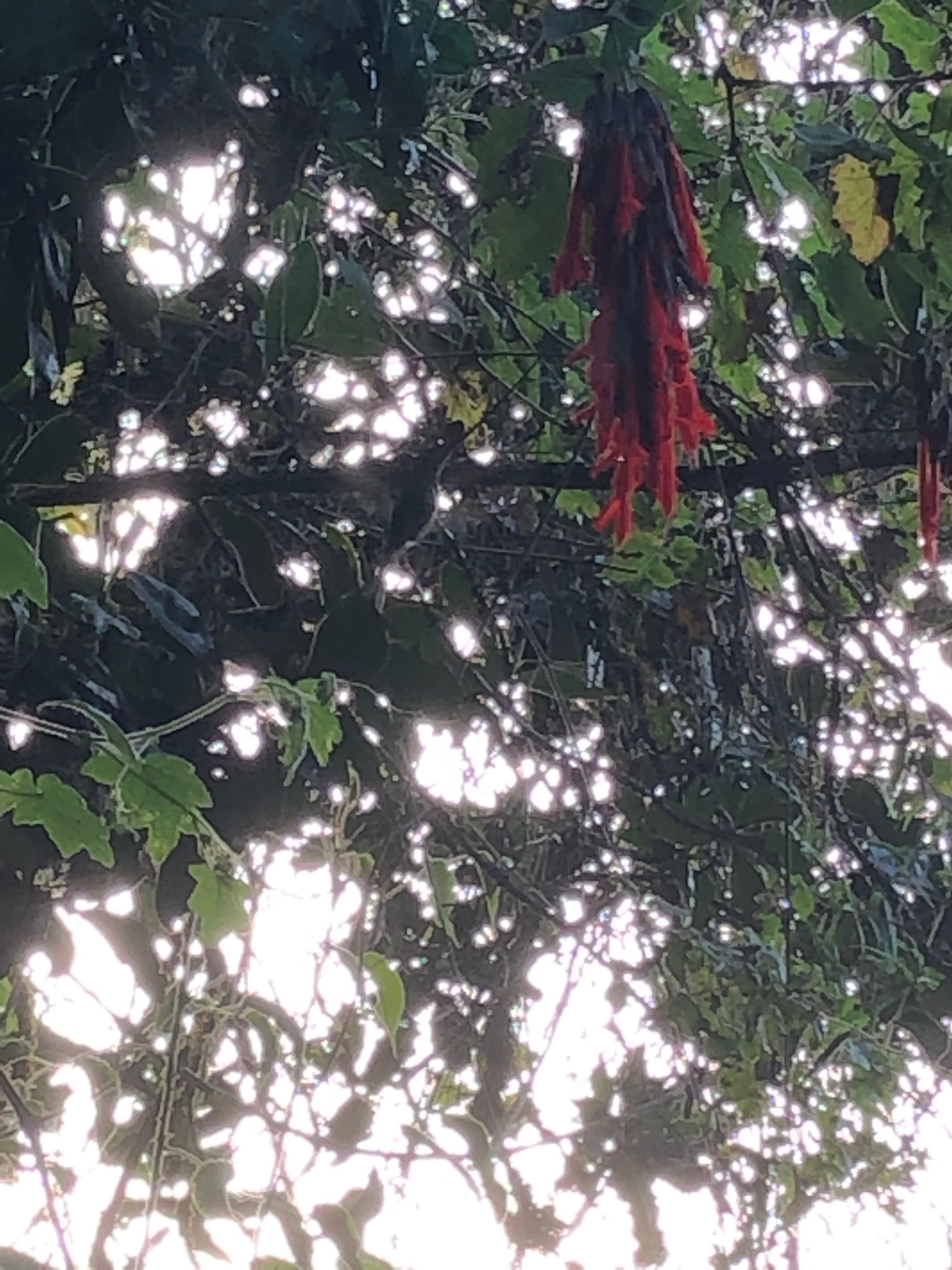 IMG_0055.jpeg