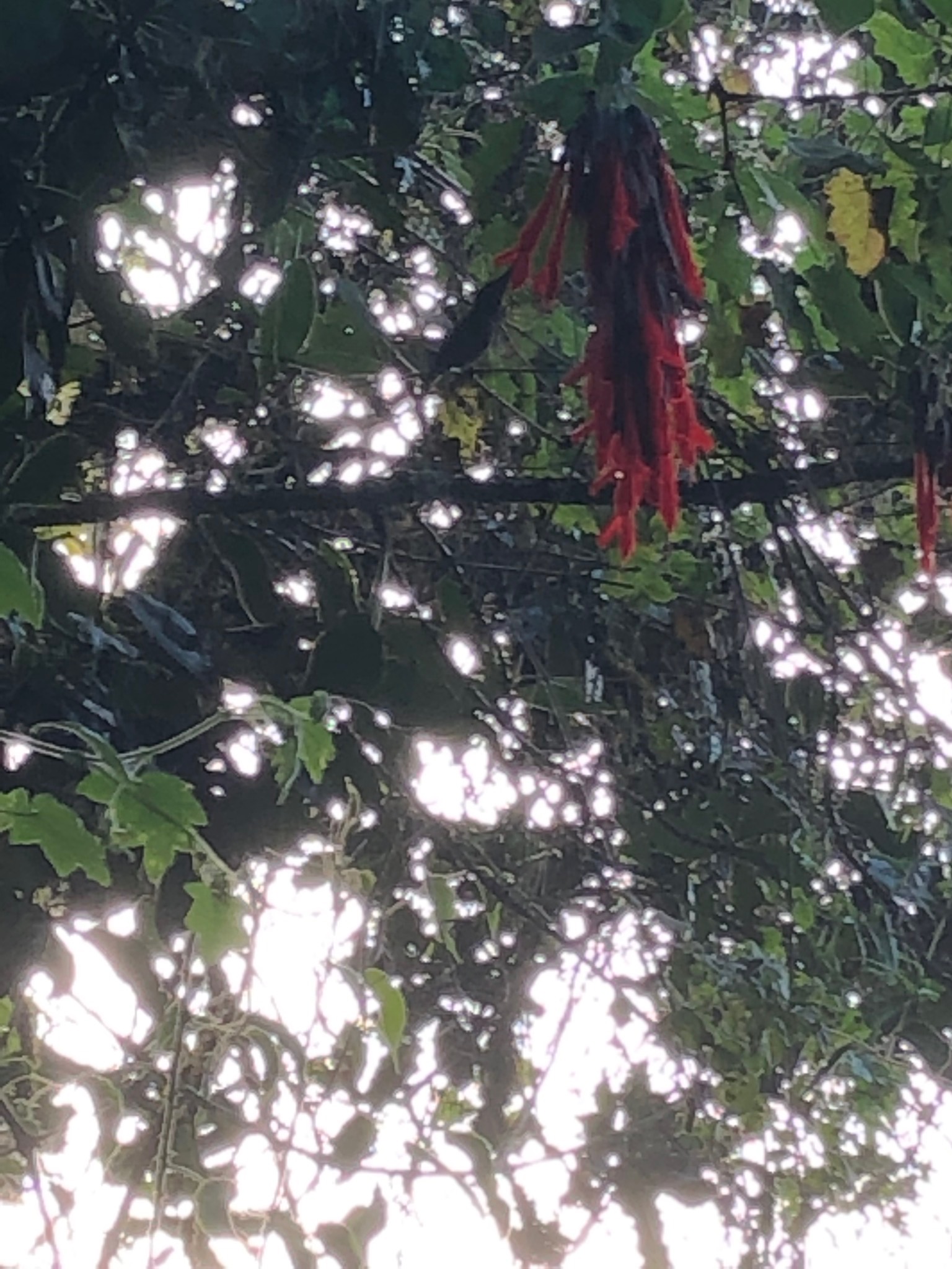 IMG_0054.jpeg