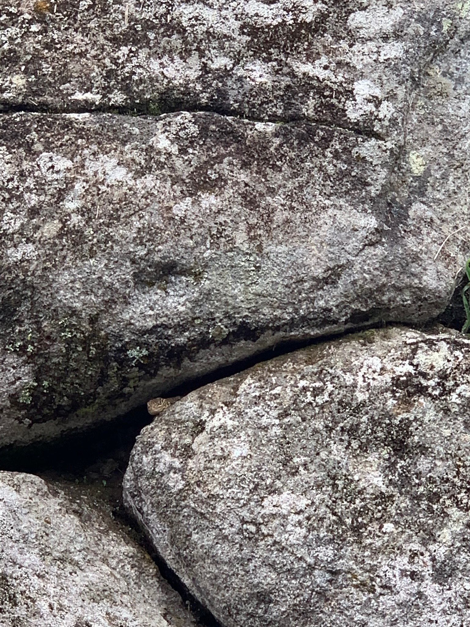 IMG_0545.jpeg