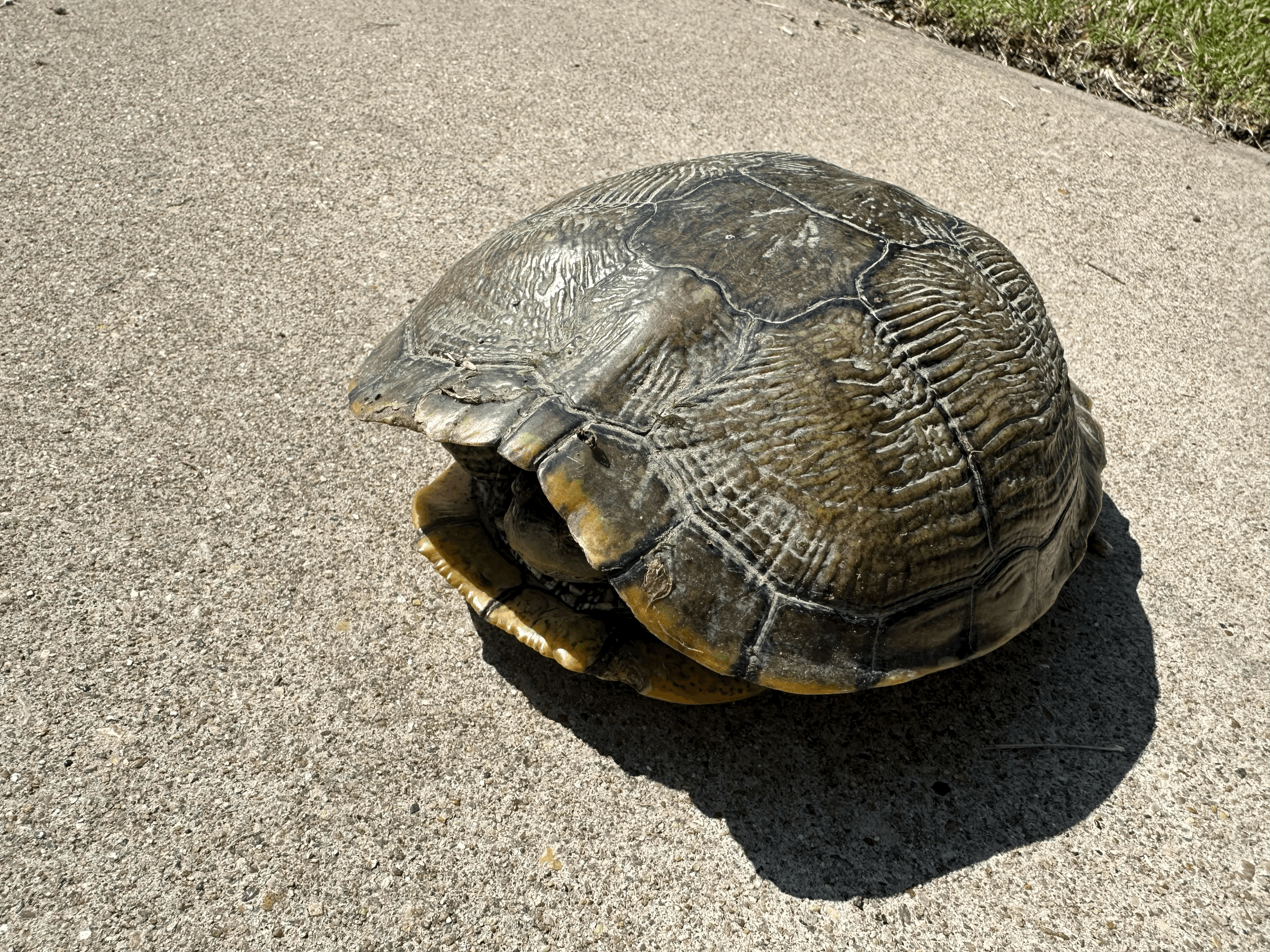 Sleepy Burrito Dispatches Volume 1, Issue 1