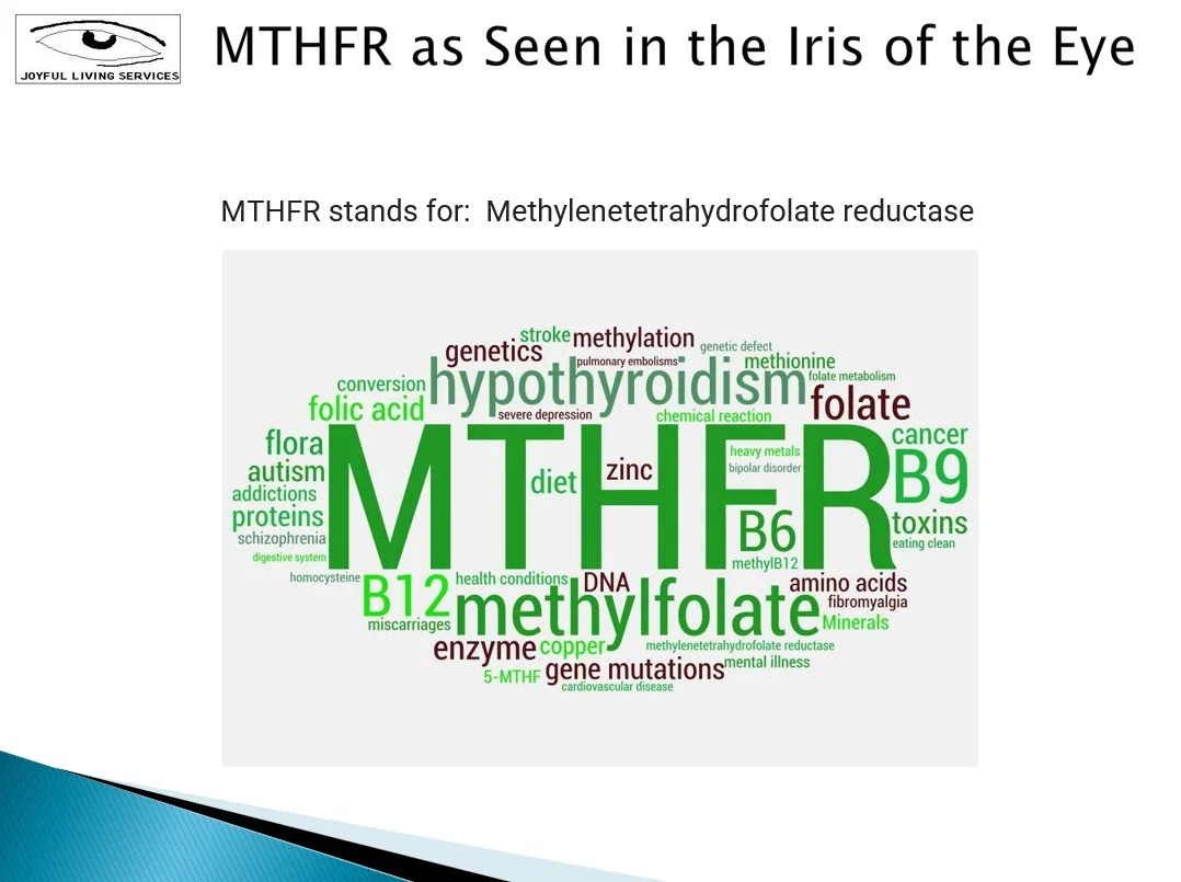 Word cloud illustrating MTHFR (methylenetetrahydrofolate reductase) and related topics, including methylfolate, folate metabolism, B vitamins, genetics, and methylation.