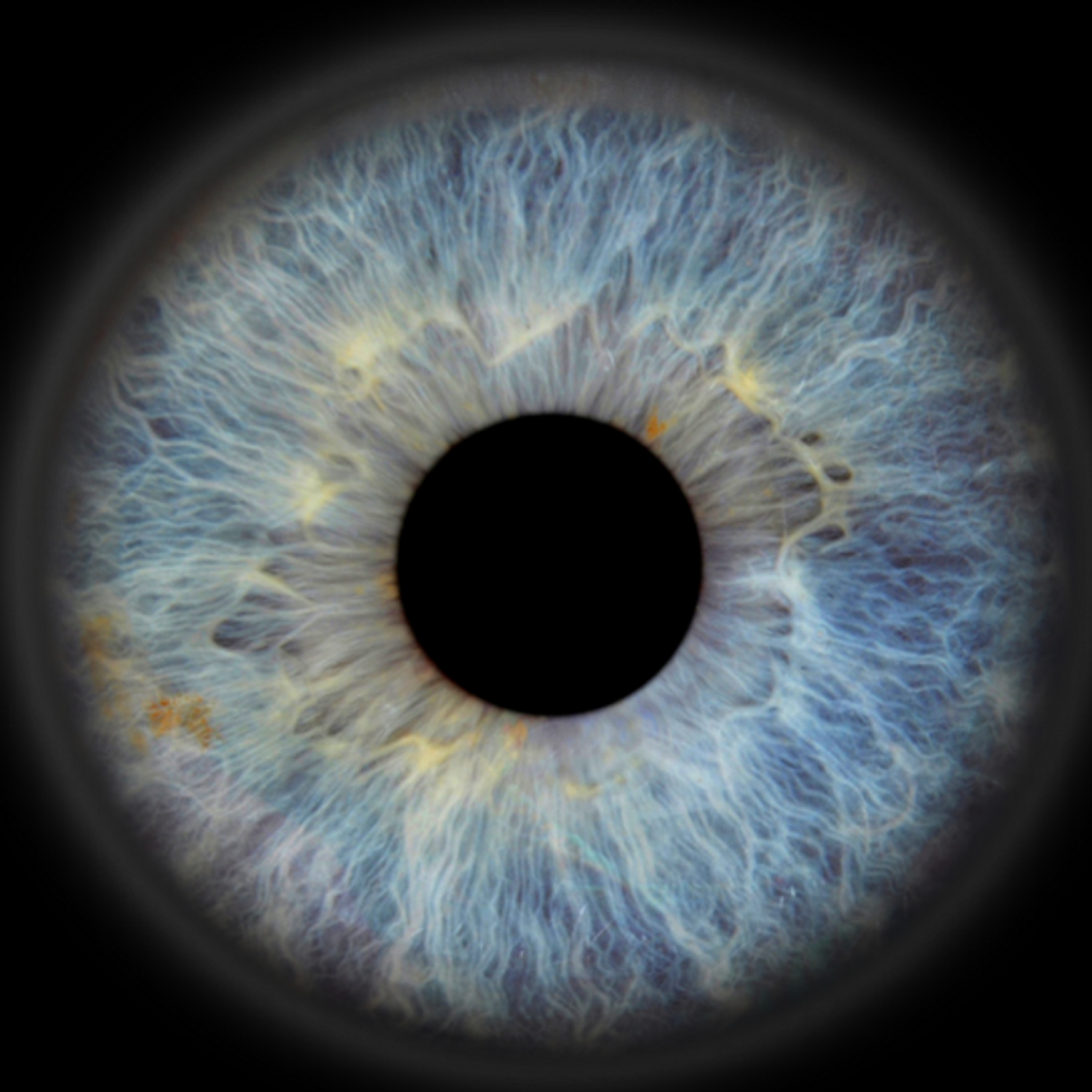 Blue iris with white radial fibers on a black background