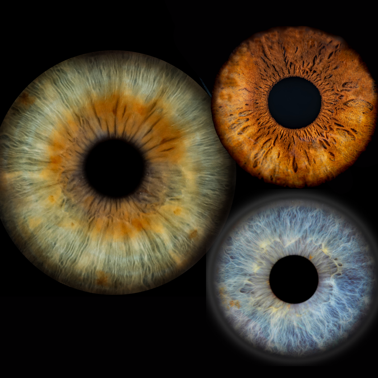 Three close-up photographs of human irises in green-hazel, amber-brown, and blue, showcasing their unique colors, patterns, and textures.