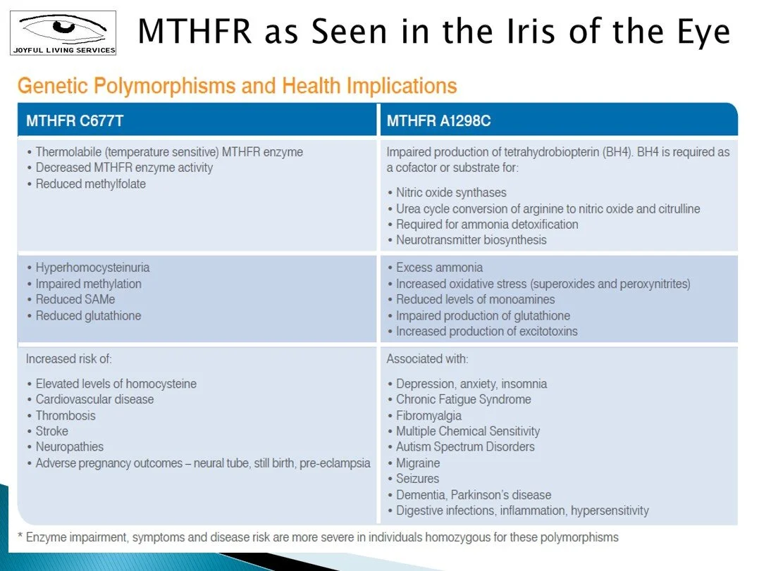 Comparison chart of MTHFR C677T and A1298C genetic polymorphisms, outlining proposed effects on enzyme activity, methylation, homocysteine metabolism, and associated health conditions.