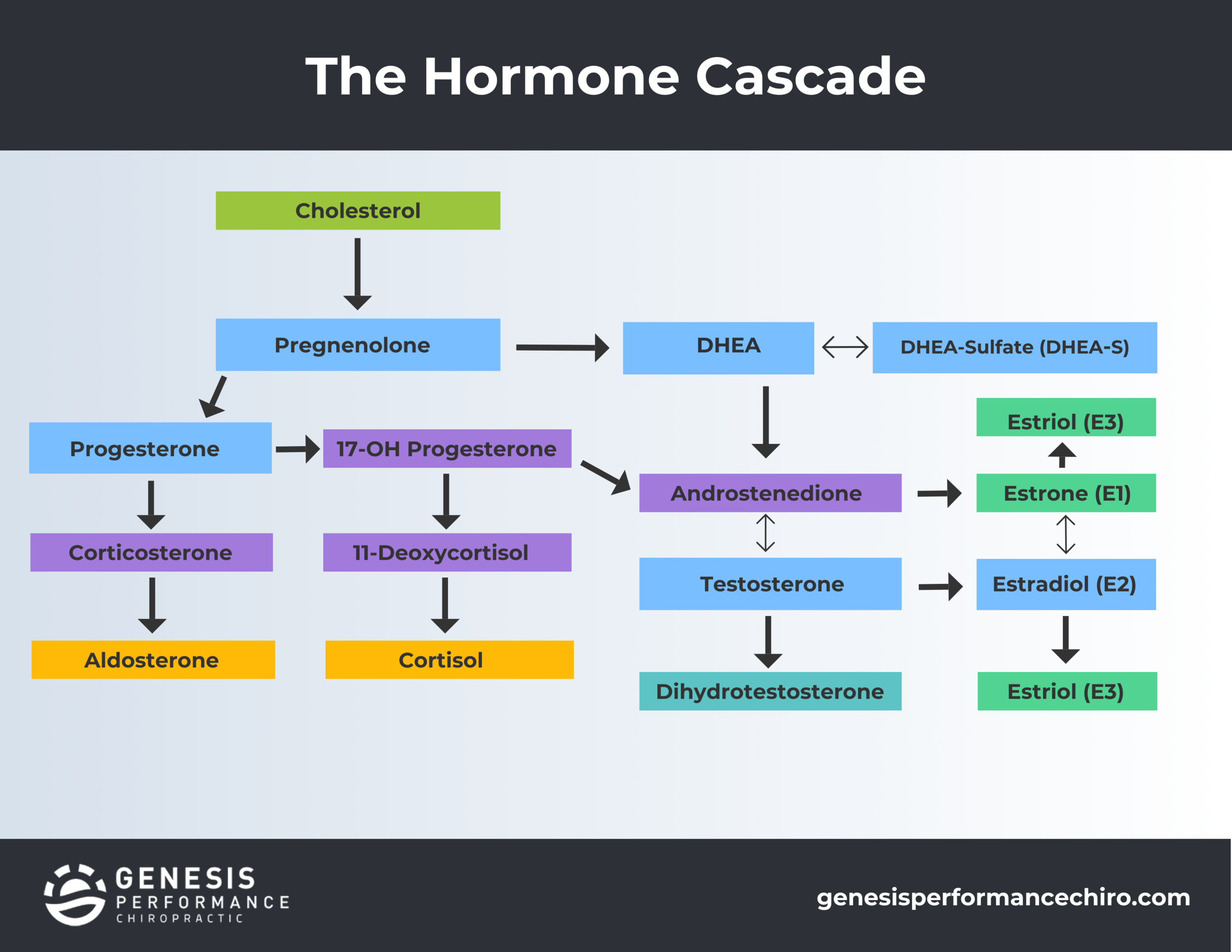Progesterone Hormone Function