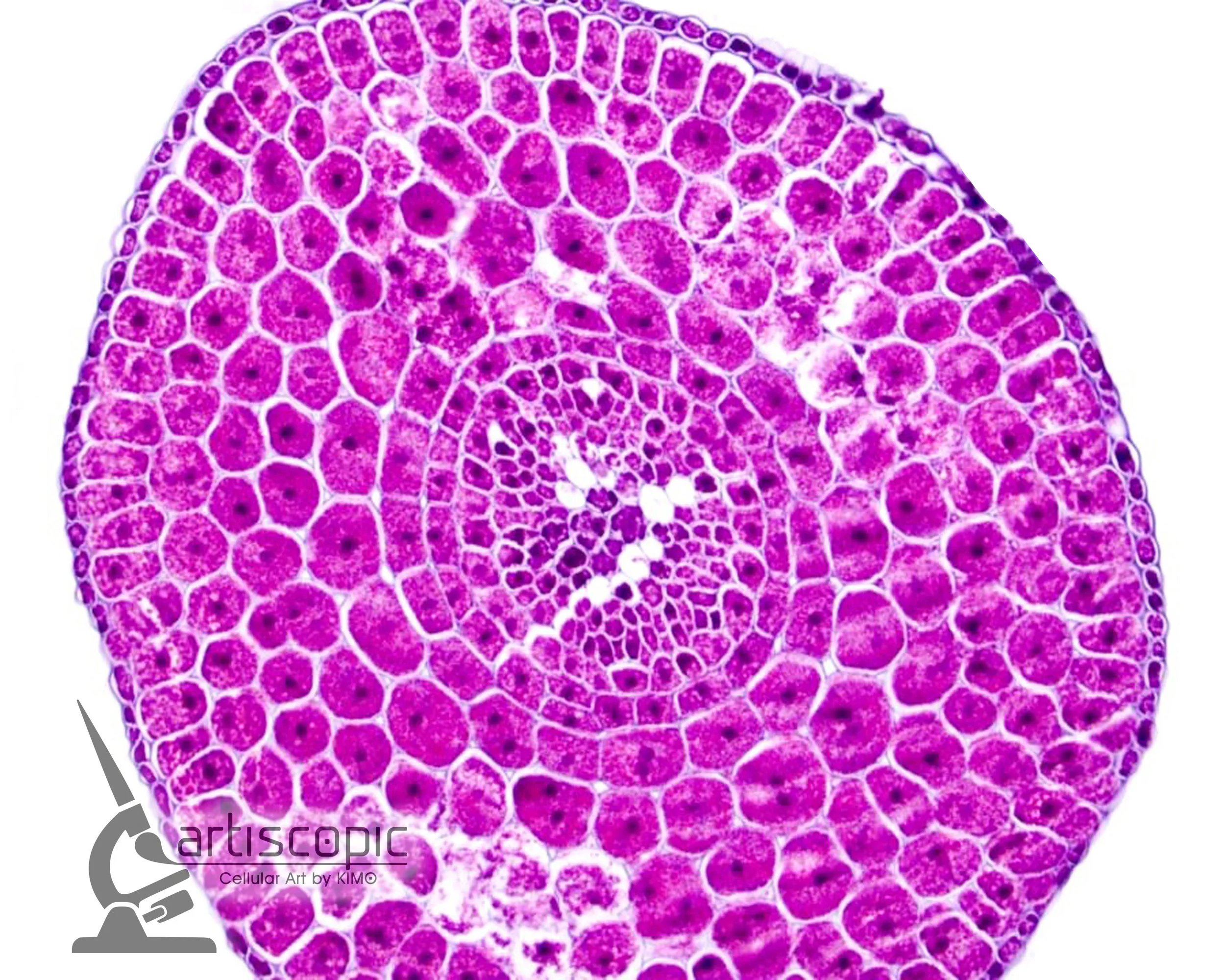 Seed-10x8(watermark).jpg