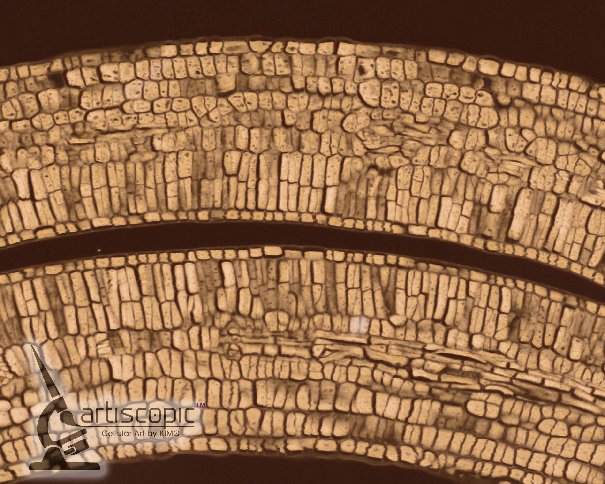 Brick-Wall(watermark).jpg