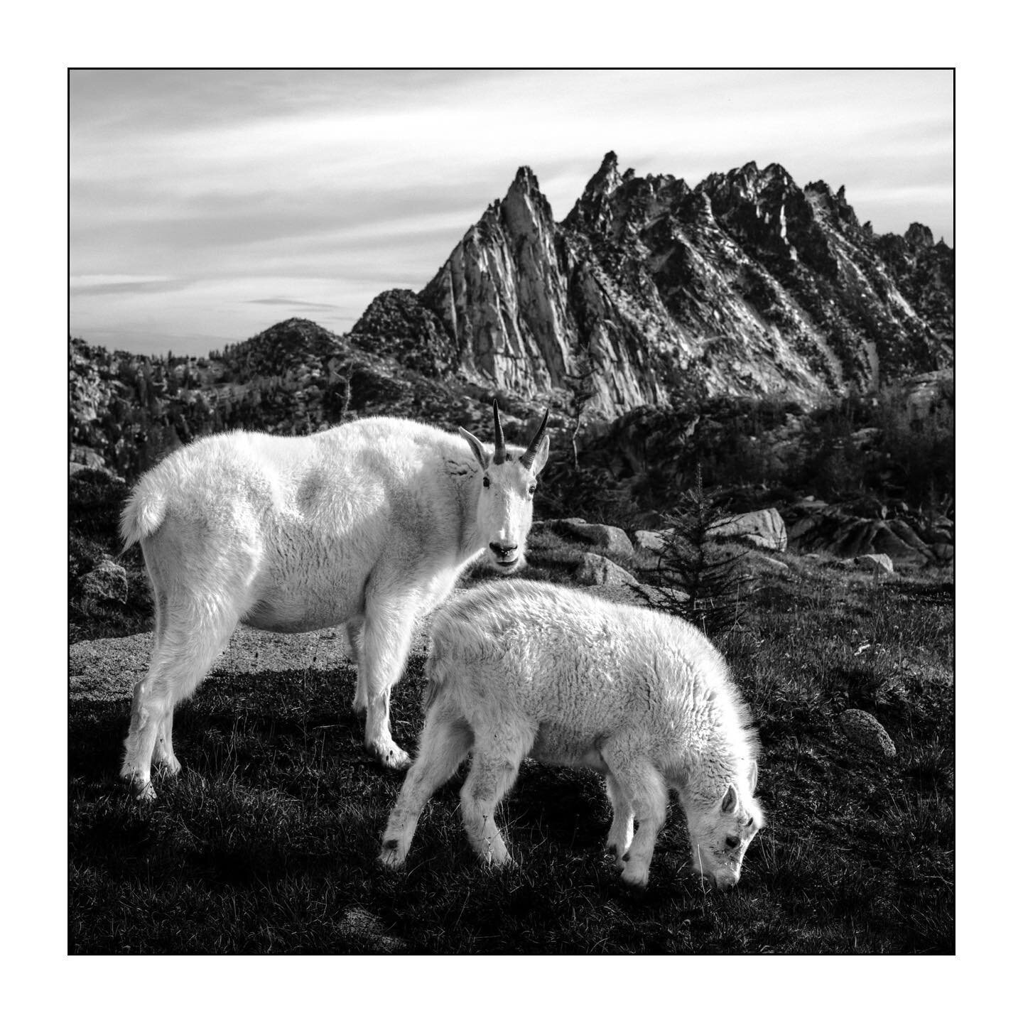 Keeper of the Alpine

Sitting in the heart of nature, surrounded by the mysticism and wonder of the natural world and these inquisitive mountain goats, we couldn&rsquo;t help but reflect on how we ended up here.

Amongst a place where solace is inher