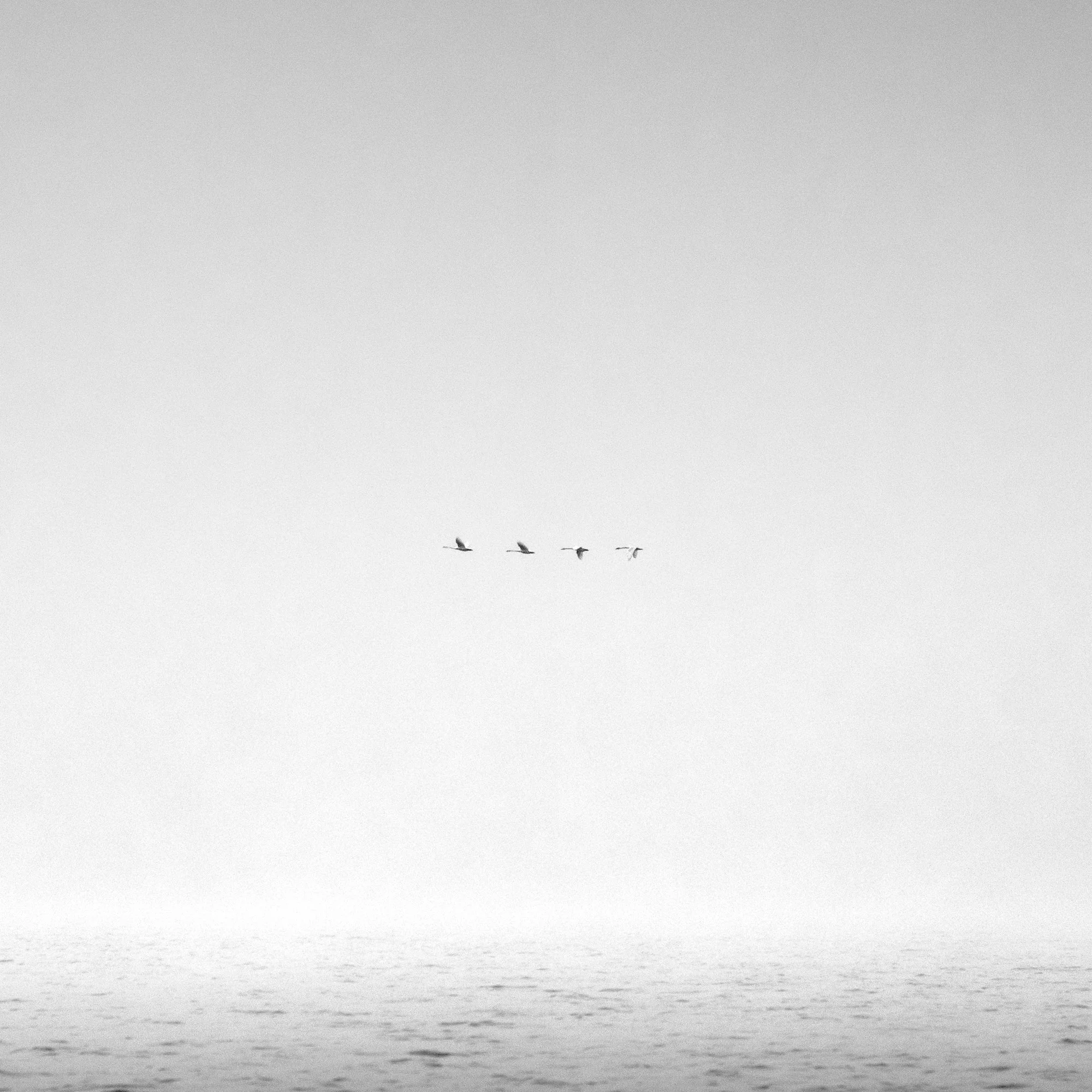 Vemwell-Four Swans.jpg