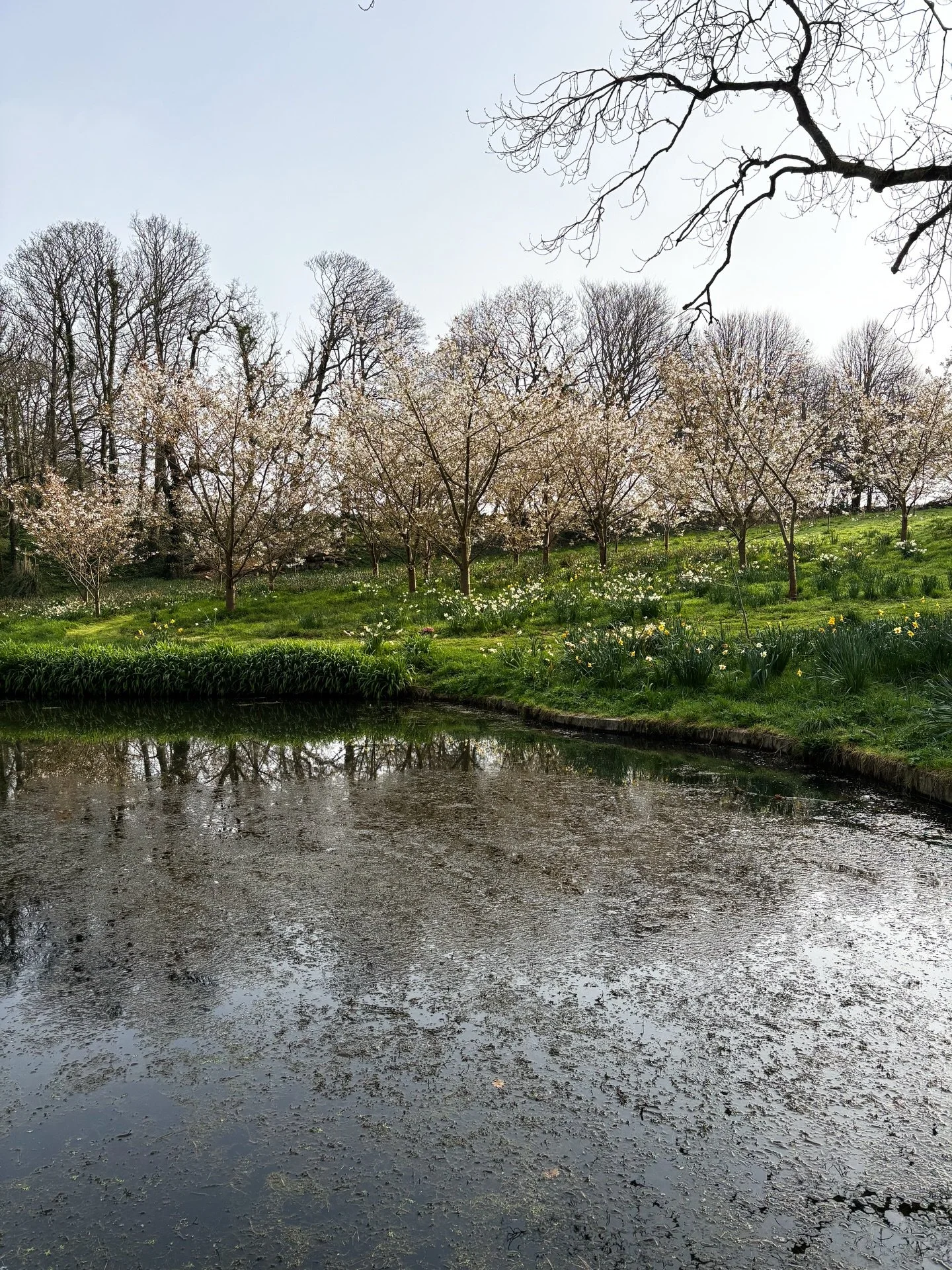 The cherry blossoms are in bloom and looking beautiful 

#manor #jerseyci #cherry