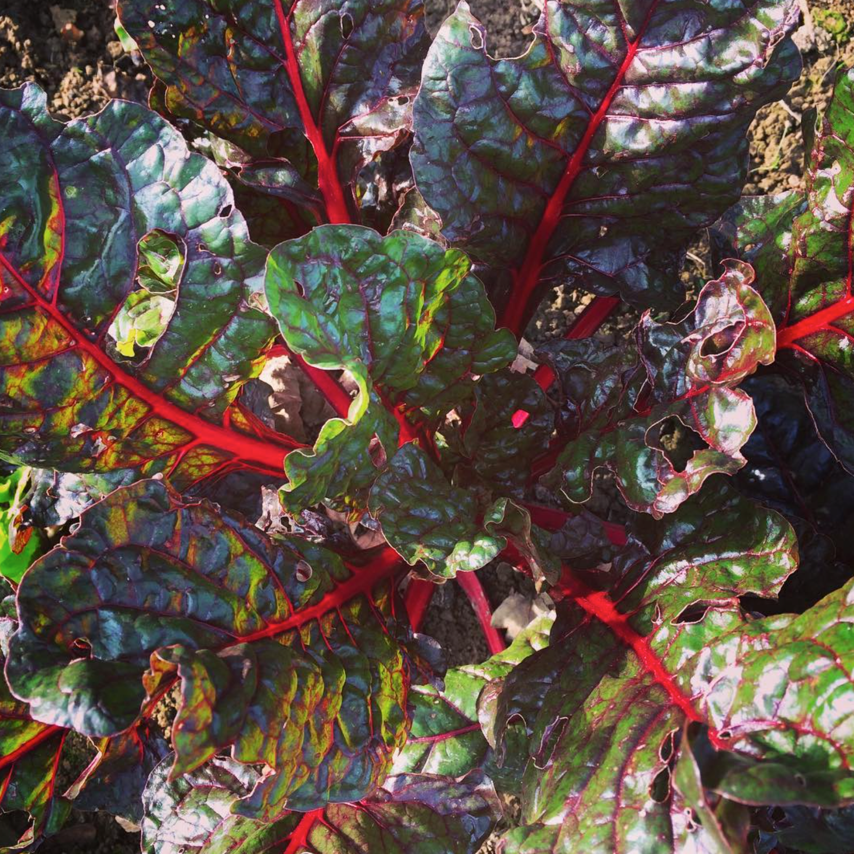 Close-up of colorful Swiss chard leaves with dark green, pink, and red streaks, and bright red stems, growing in soil.
